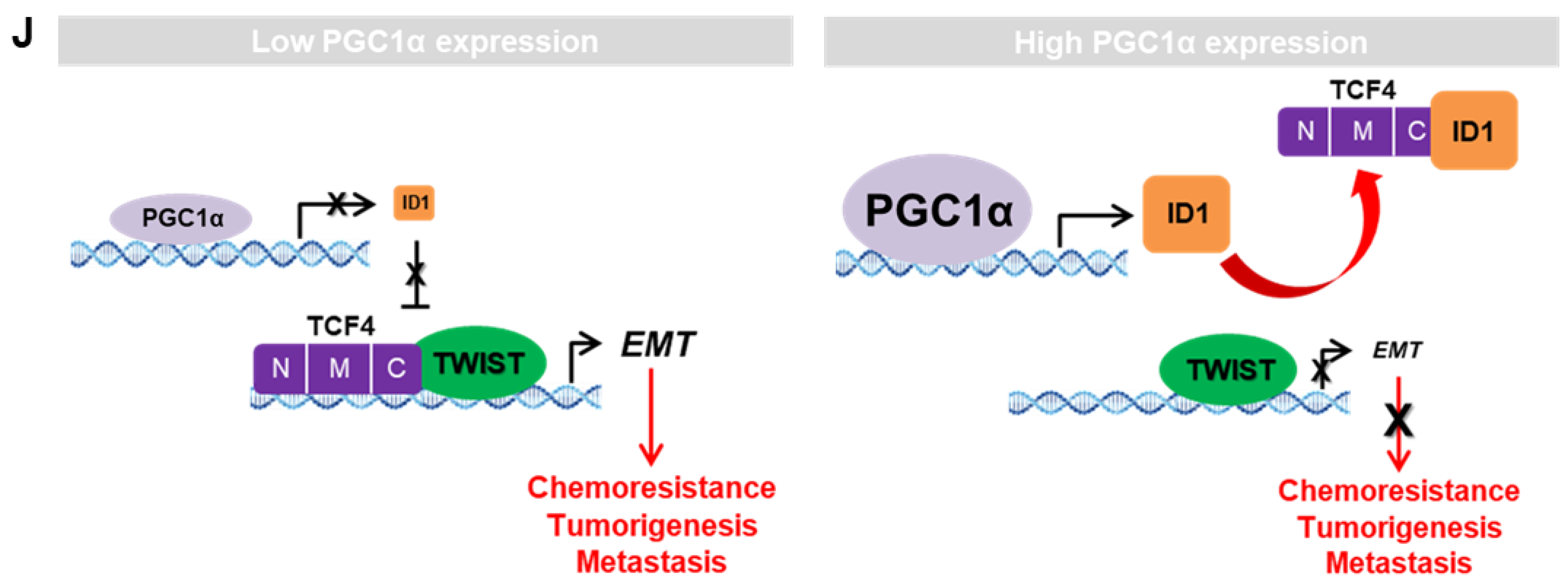 Cancers 13 01772 g007b