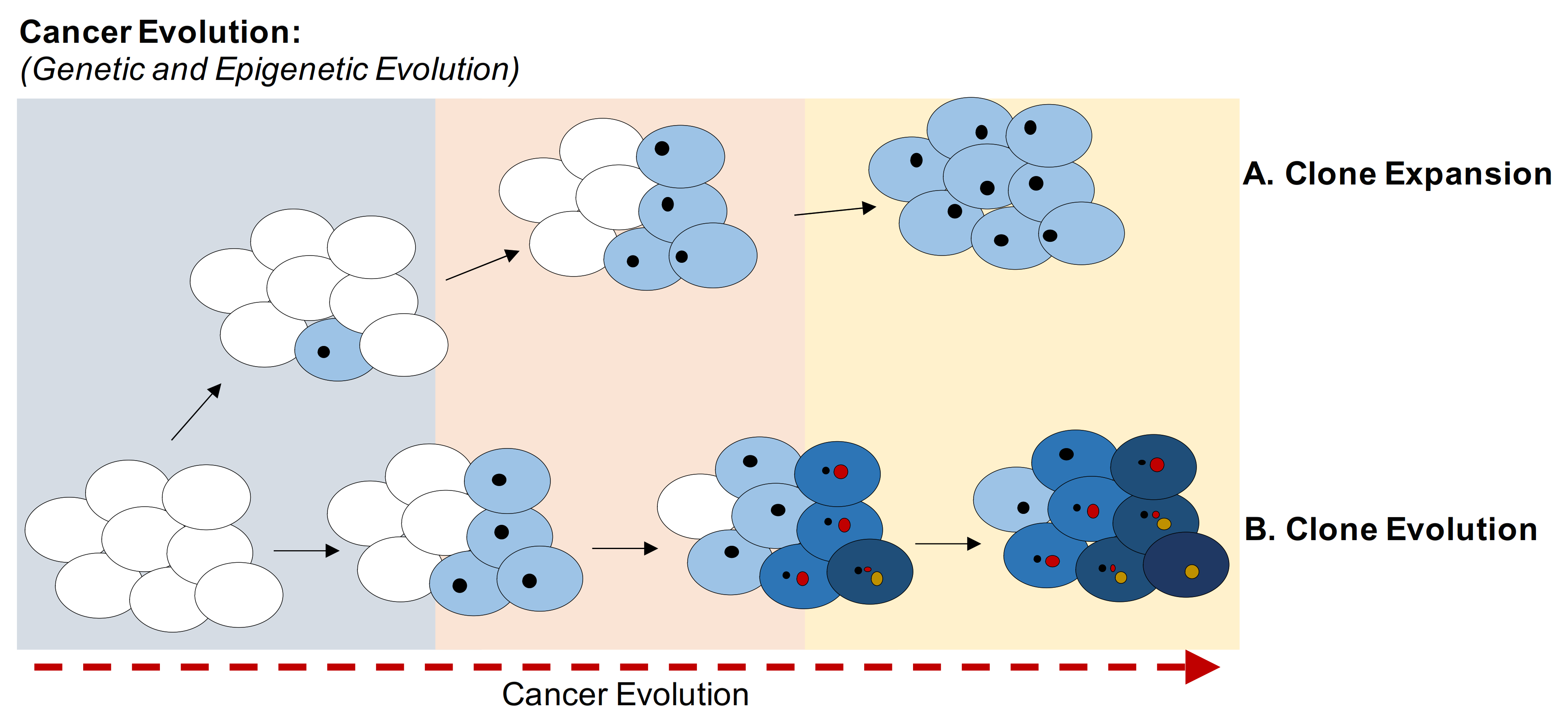 Cancers 13 01800 g001