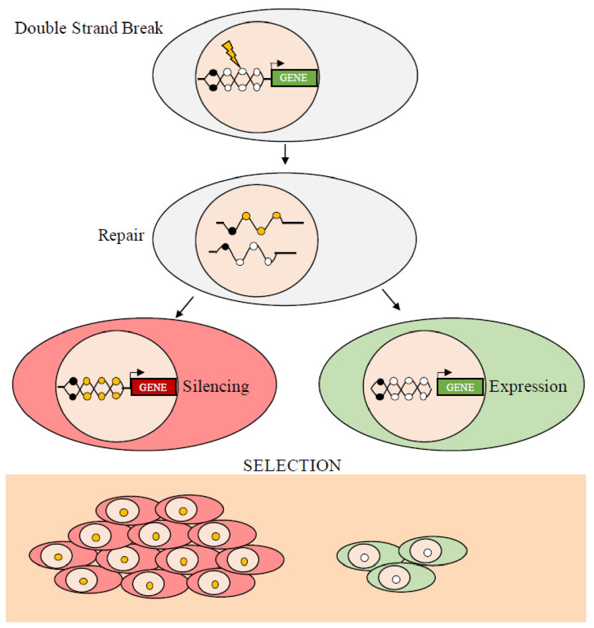 Cancers 13 01800 g003