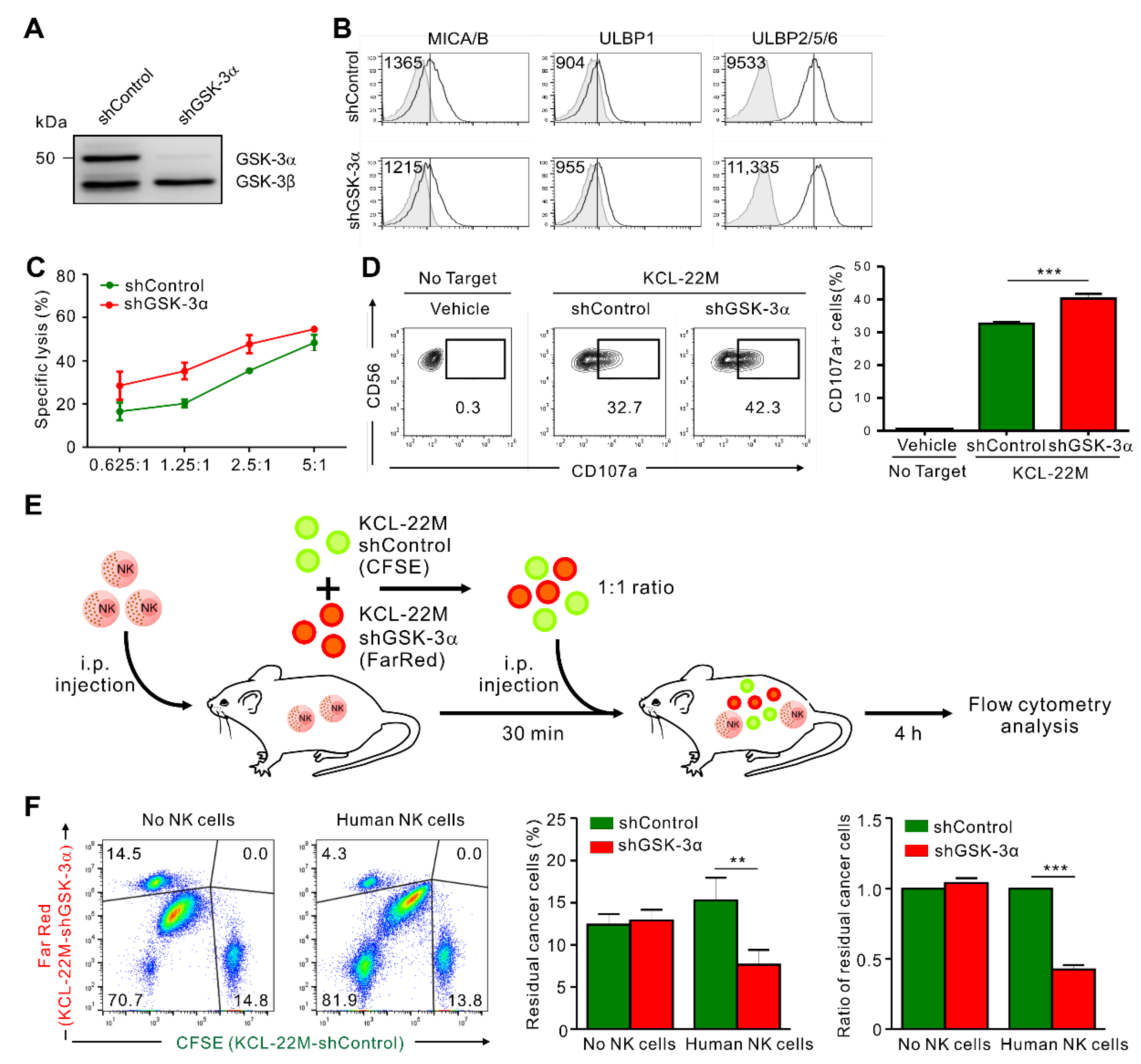 Cancers Free Full Text Gsk 3a Inhibition In Drug Resistant Cml Cells Promotes Susceptibility To Nk Cell Mediated Lysis In An Nkg2d And Nkp30 Dependent Manner Html