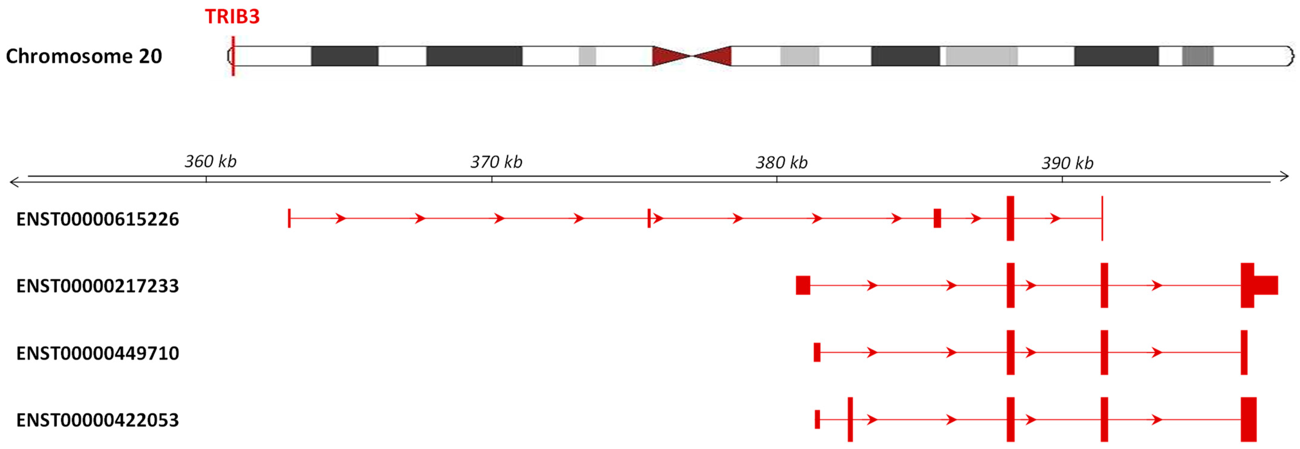 Cancers Free Full Text Tribbles Pseudokinase 3 Regulation And Contribution To Cancer Html Cancers Free Full Text Tribbles Pseudokinase 3 Regulation And Contribution To Cancer Html