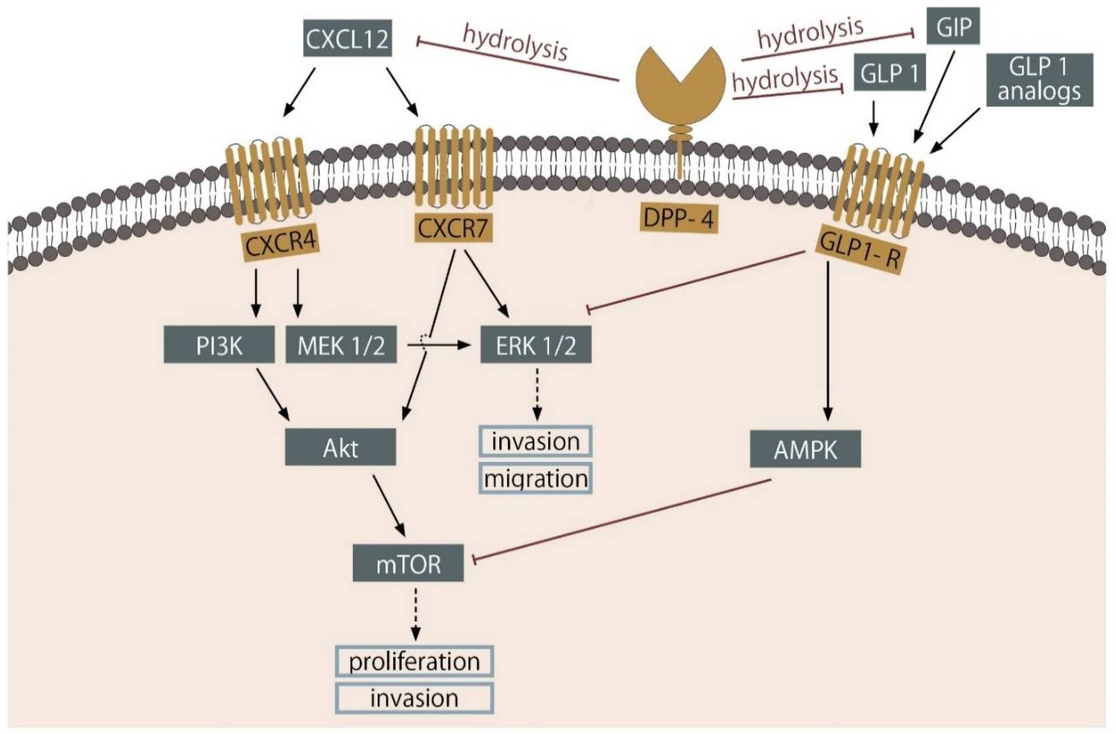 Cancers 13 01827 g002 Cancers 13 01827 g002