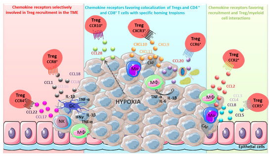 Recruitment and Expansion of Tregs Cells in the Tumor Environment 
