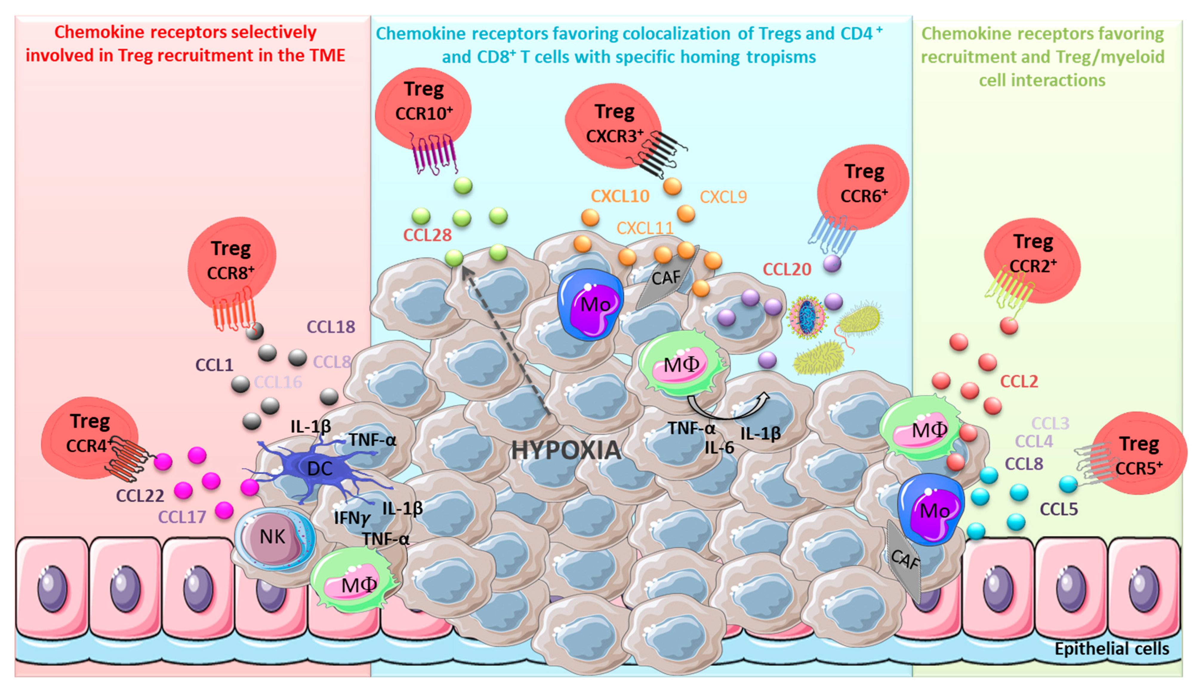 Cancers Free Full Text Recruitment And Expansion Of Tregs Cells In The Tumor Environment How To Target Them Html Cancers Free Full Text Recruitment And Expansion Of Tregs Cells In The Tumor Environment How To Target Them Html