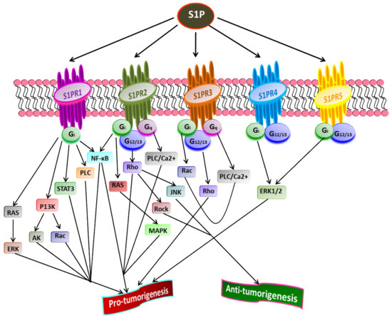 Cancers | Free Full-Text | Targeting the Sphingosine Kinase 