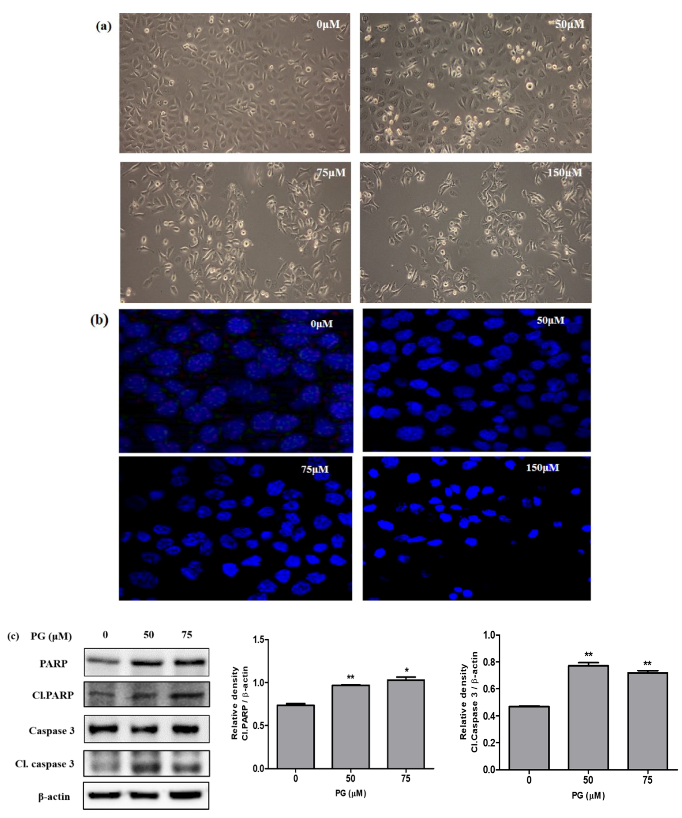 Cancers 13 01918 g008 Cancers 13 01918 g008