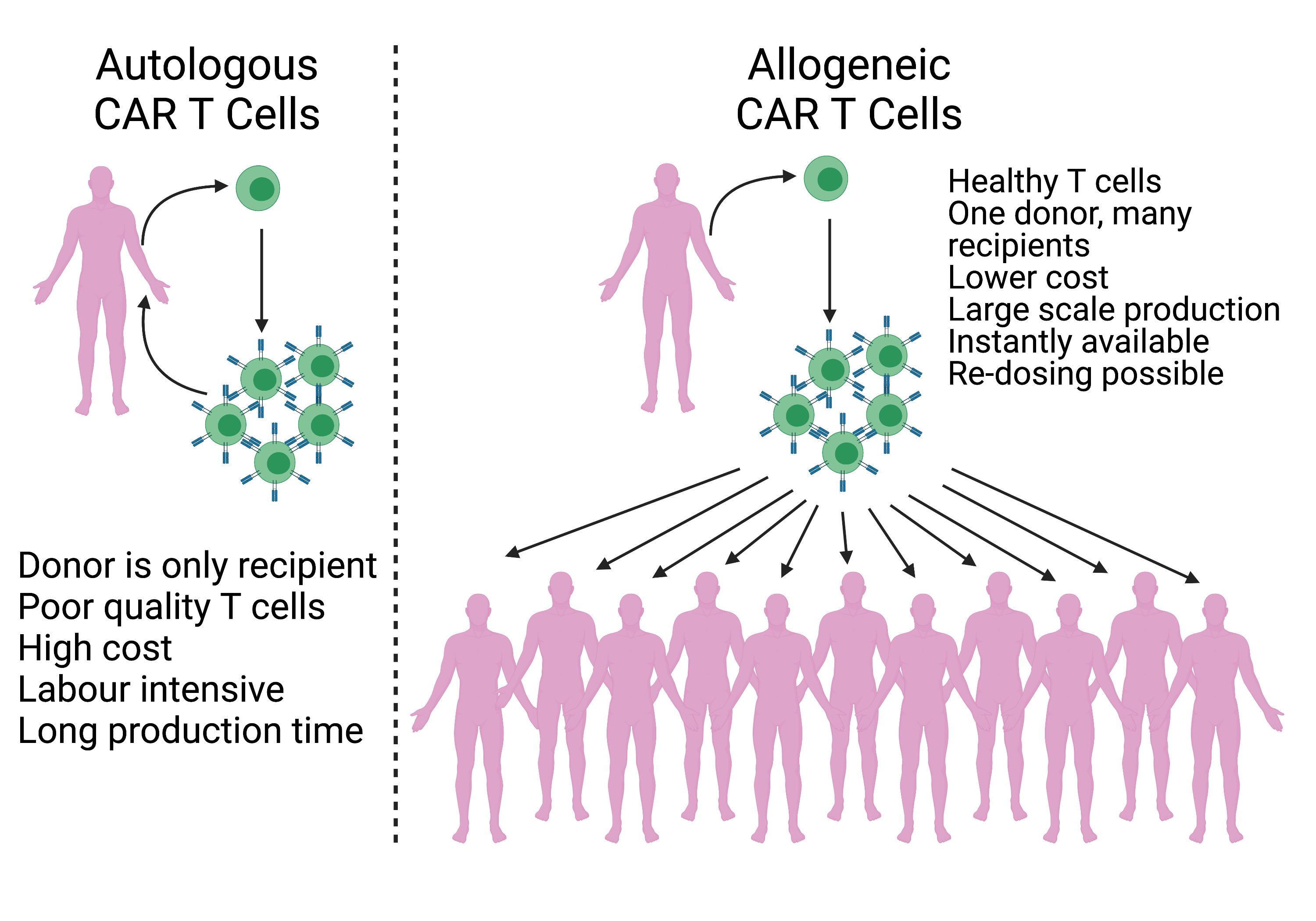 Cancers Free FullText Current Perspectives on the Use of off the Shelf CART/NK Cells for