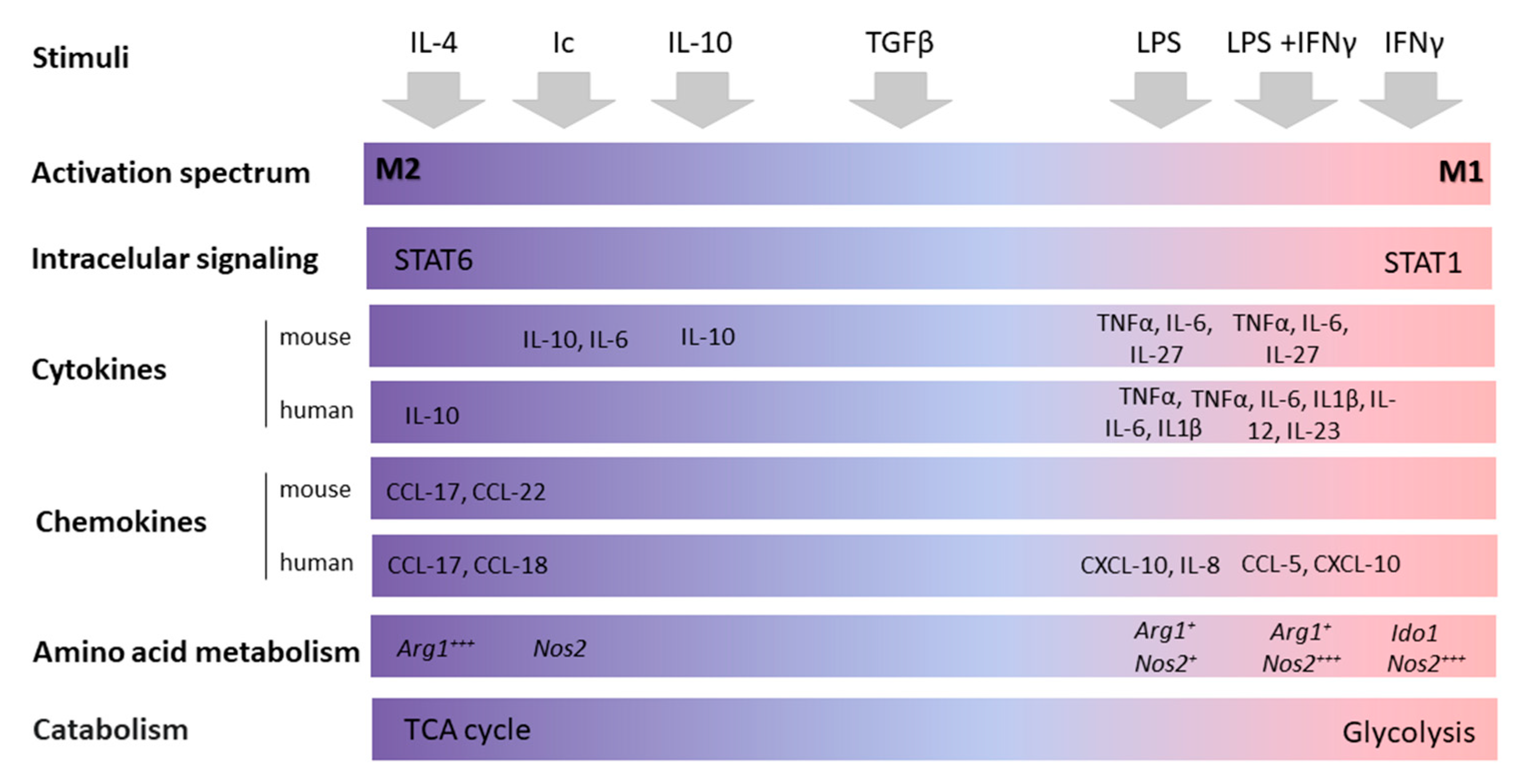 The Role of Macrophages in Cancer Development and Therapy