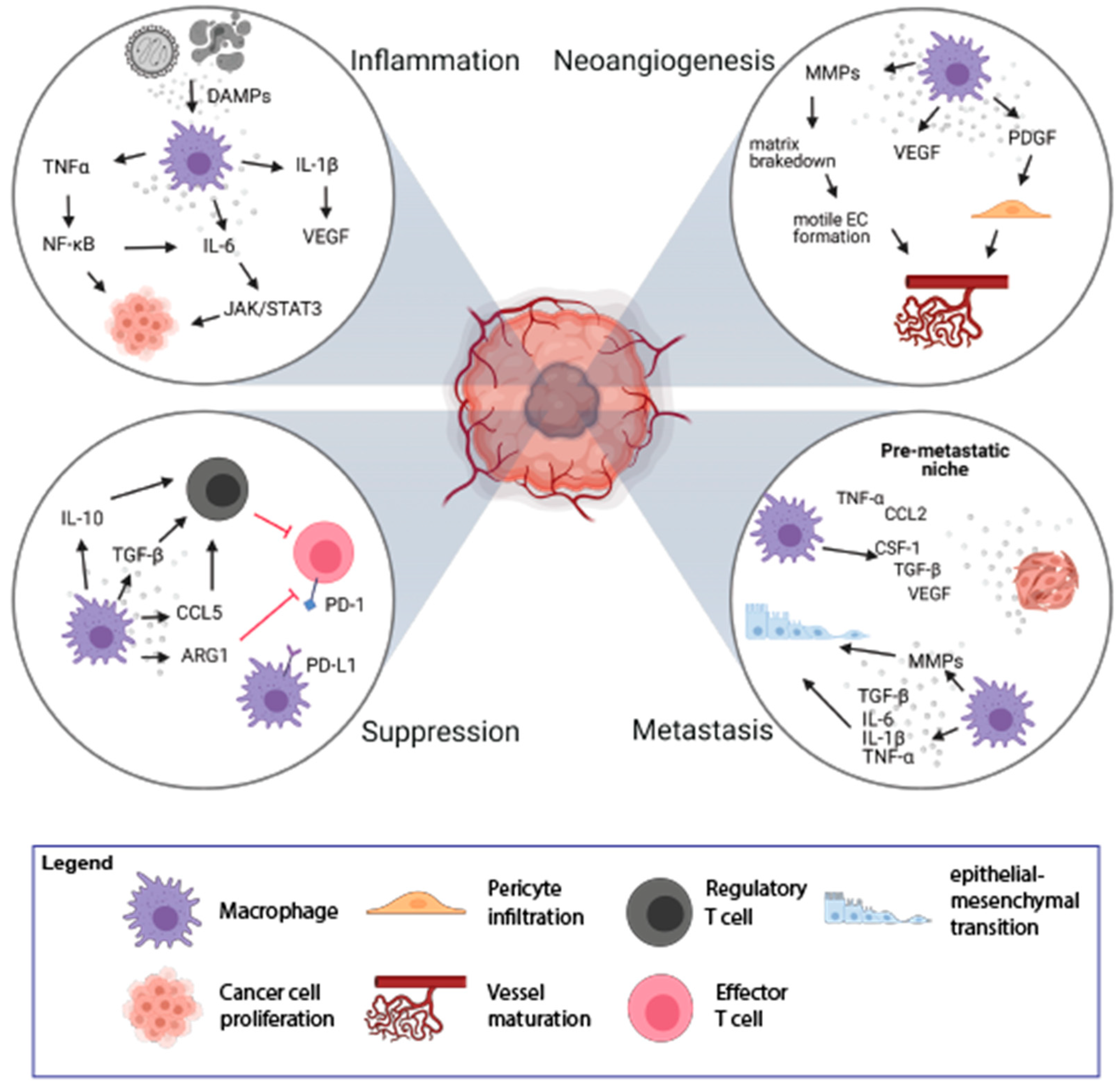 最新 The Role of Macrophages in Cancer Development and Therapy ワンピース