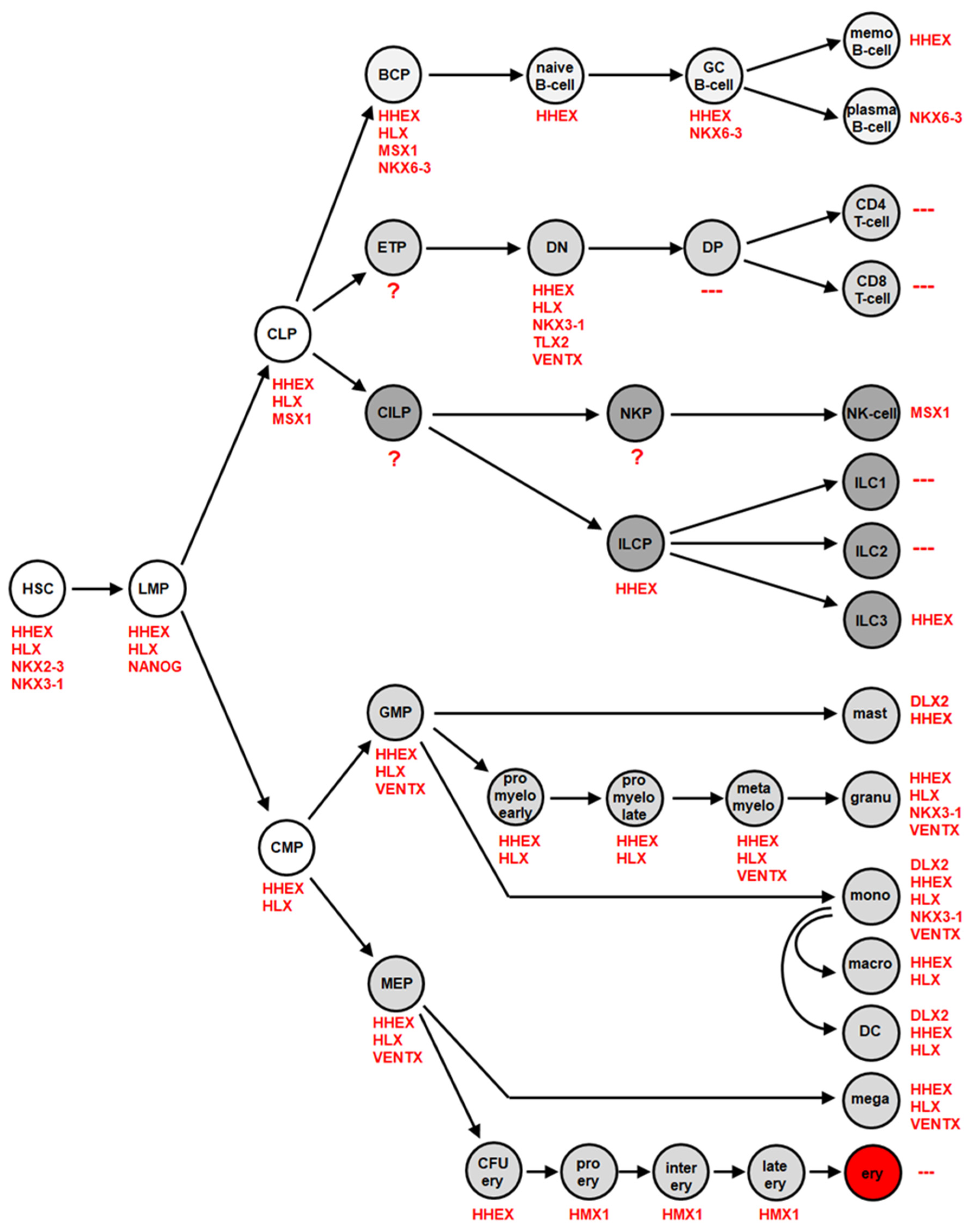 Cancers 13 01961 g003 Cancers 13 01961 g003
