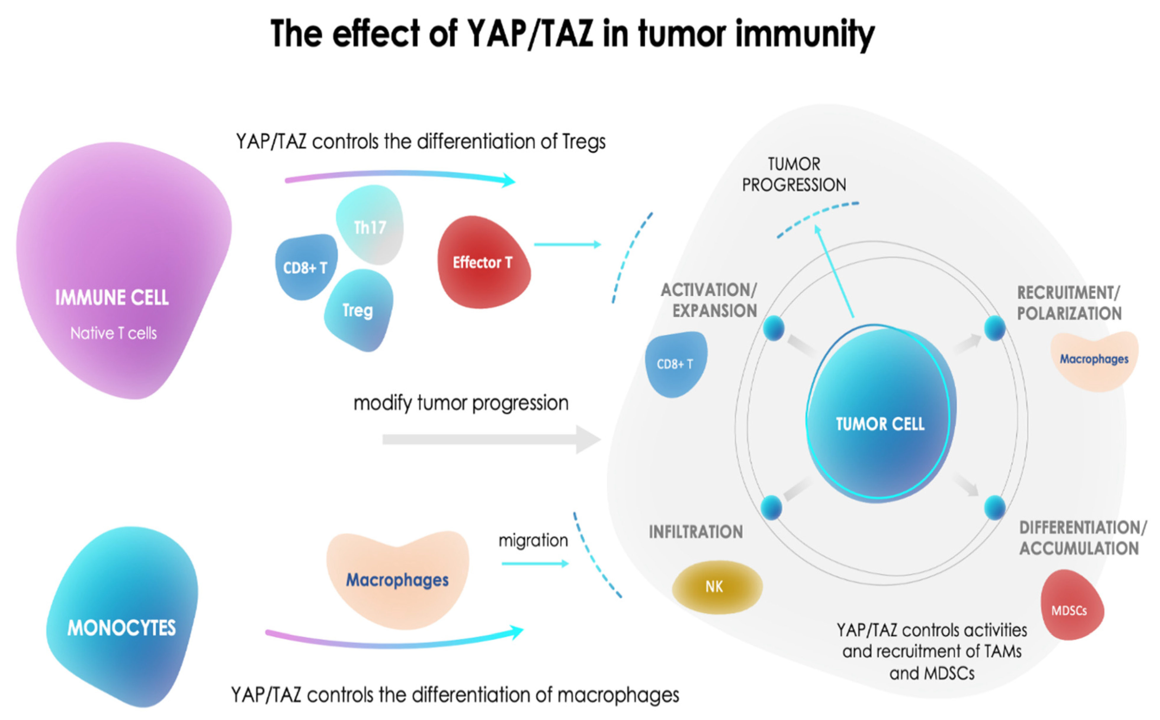 Cancers 13 01981 g002 Cancers 13 01981 g002