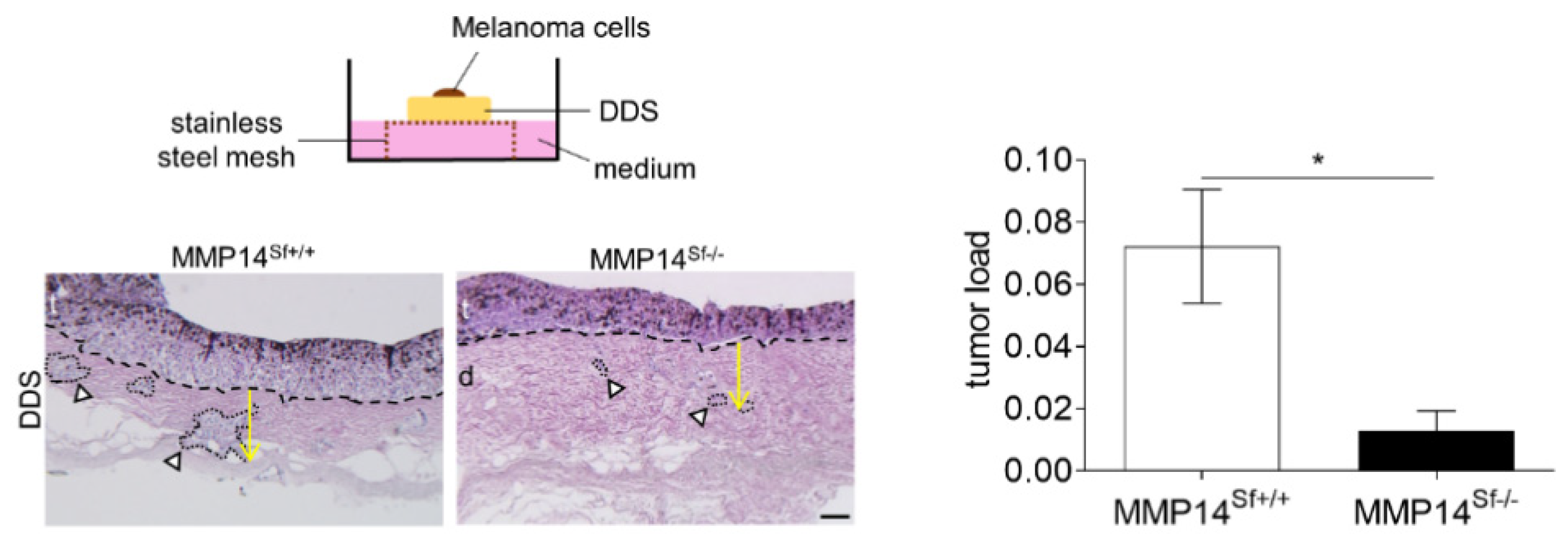 Cancers 13 01984 g003