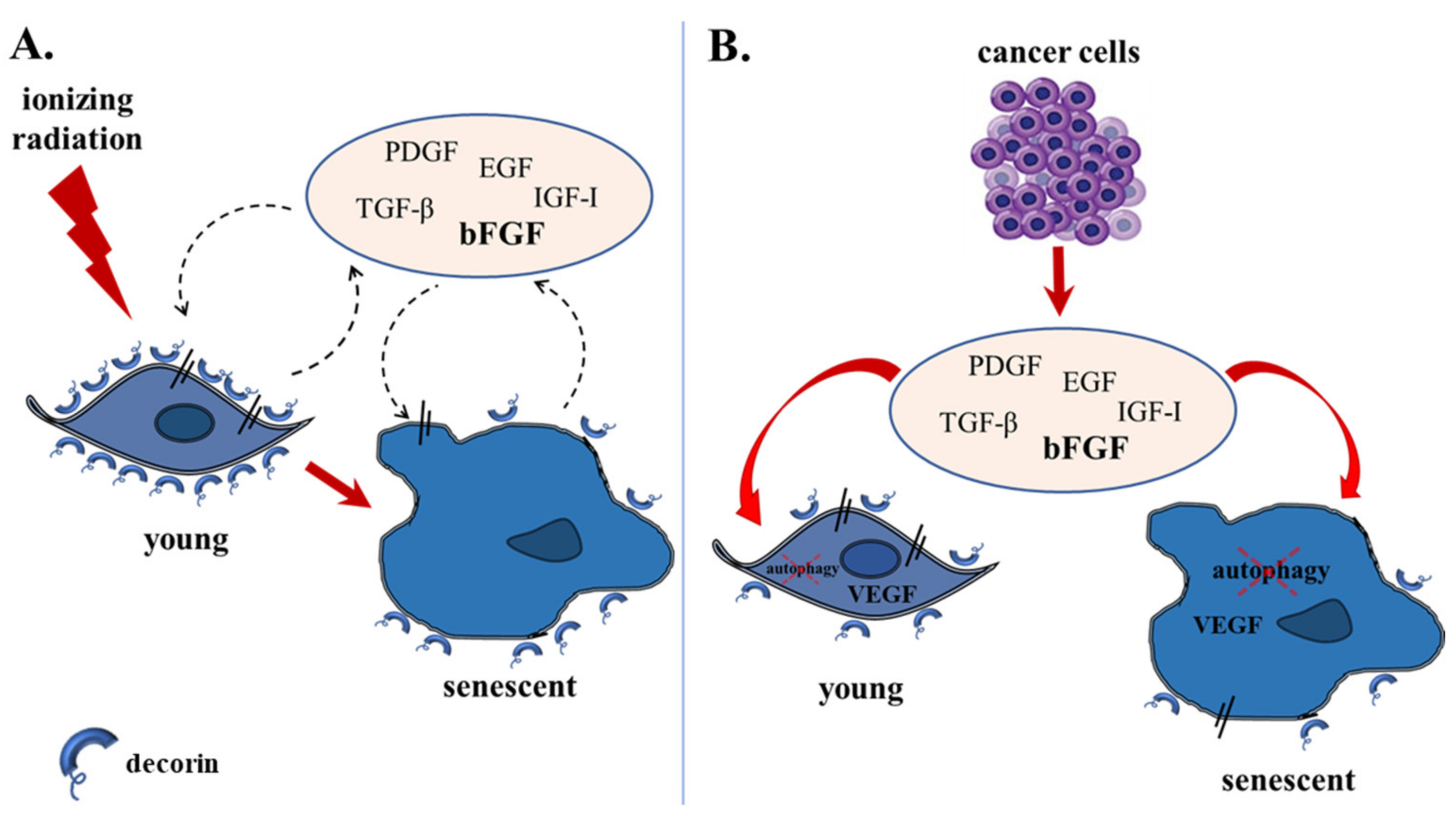 Cancers 13 01987 g010