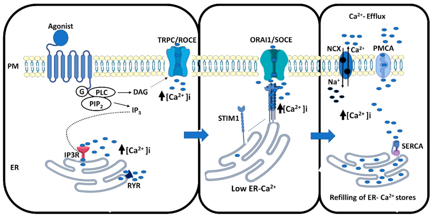 Cancers | Free Full-Text | Calcium Signaling in the Thyroid 