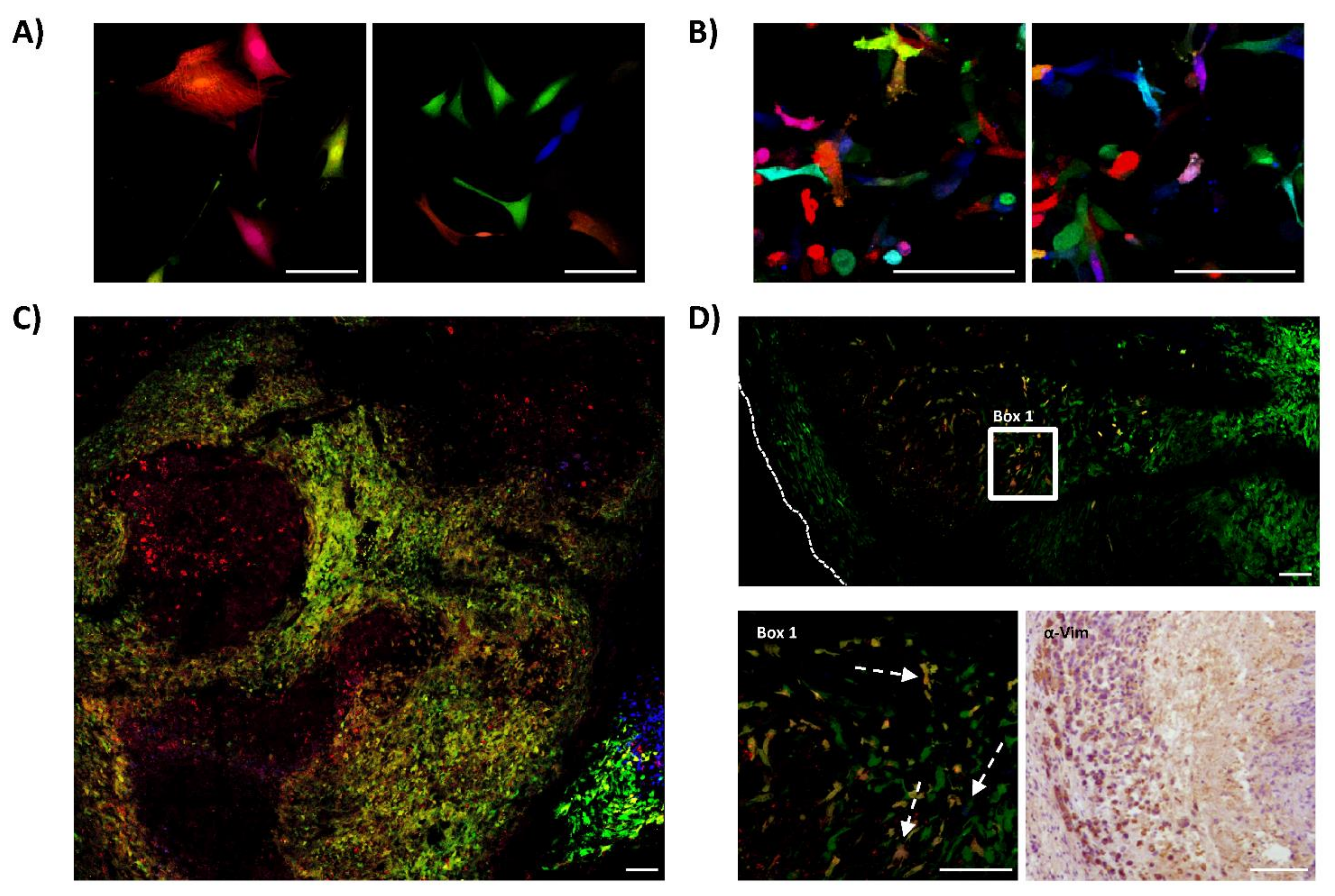 Cancers 13 02003 g003 Cancers 13 02003 g003