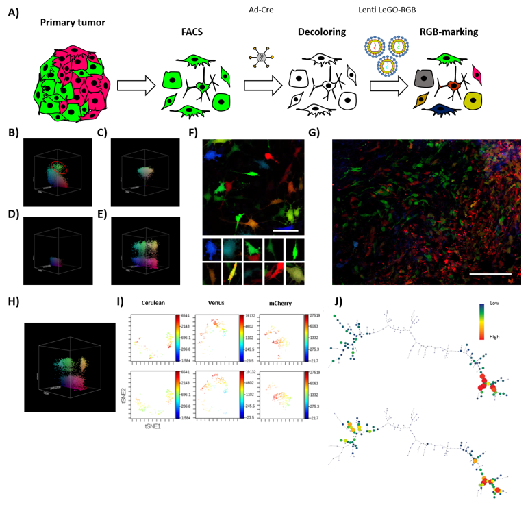 Cancers 13 02003 g004 Cancers 13 02003 g004