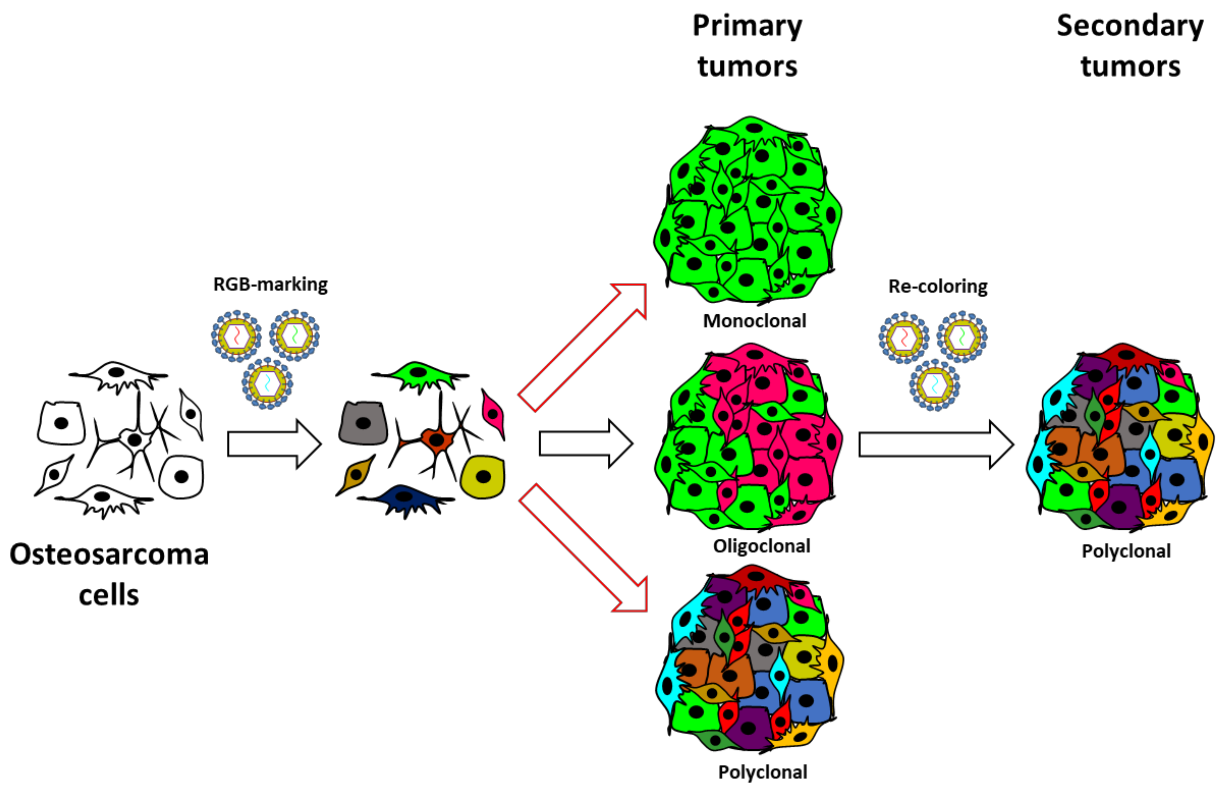 Cancers 13 02003 g005 Cancers 13 02003 g005