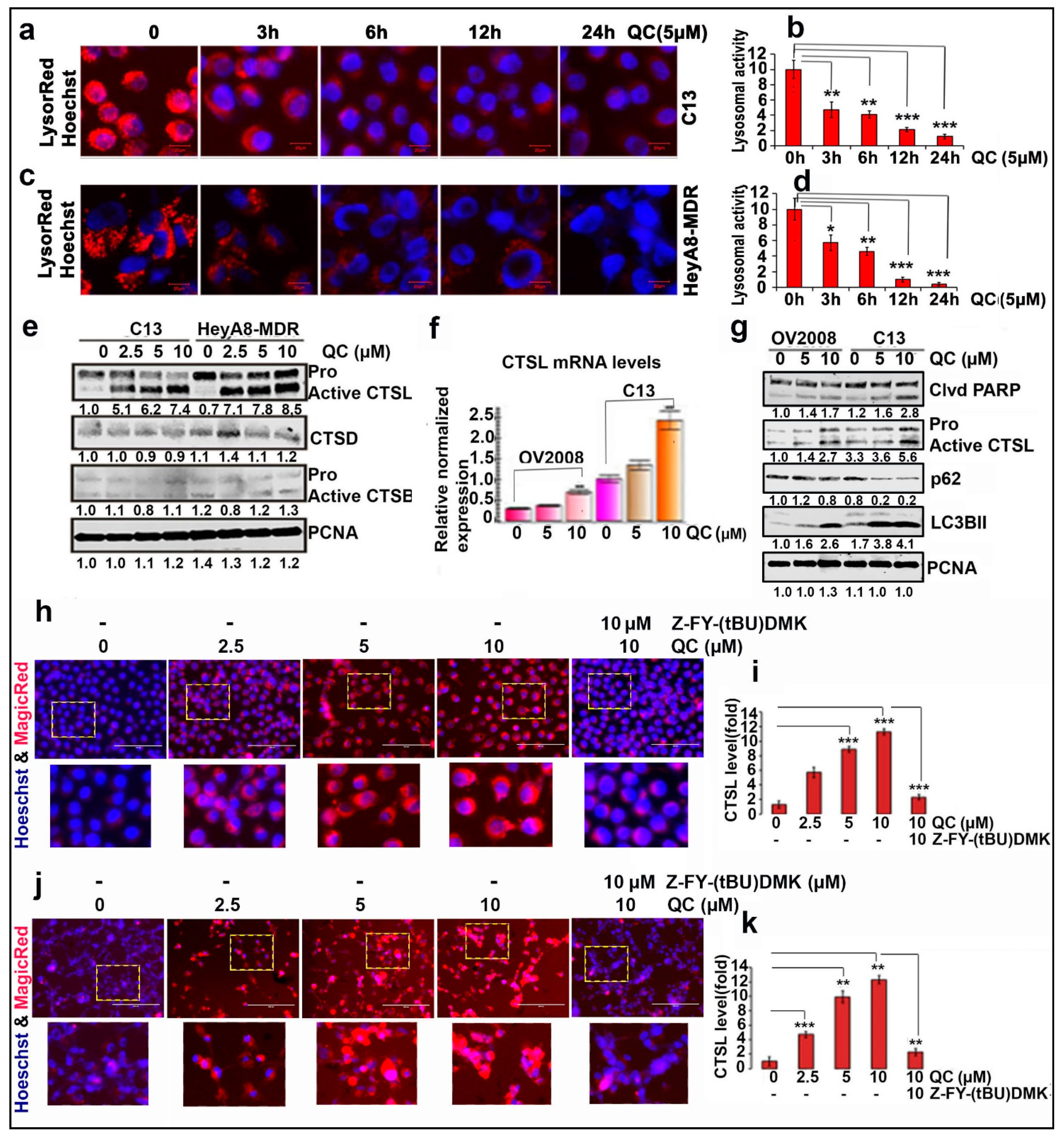 Cancers 13 02004 g001 Cancers 13 02004 g001