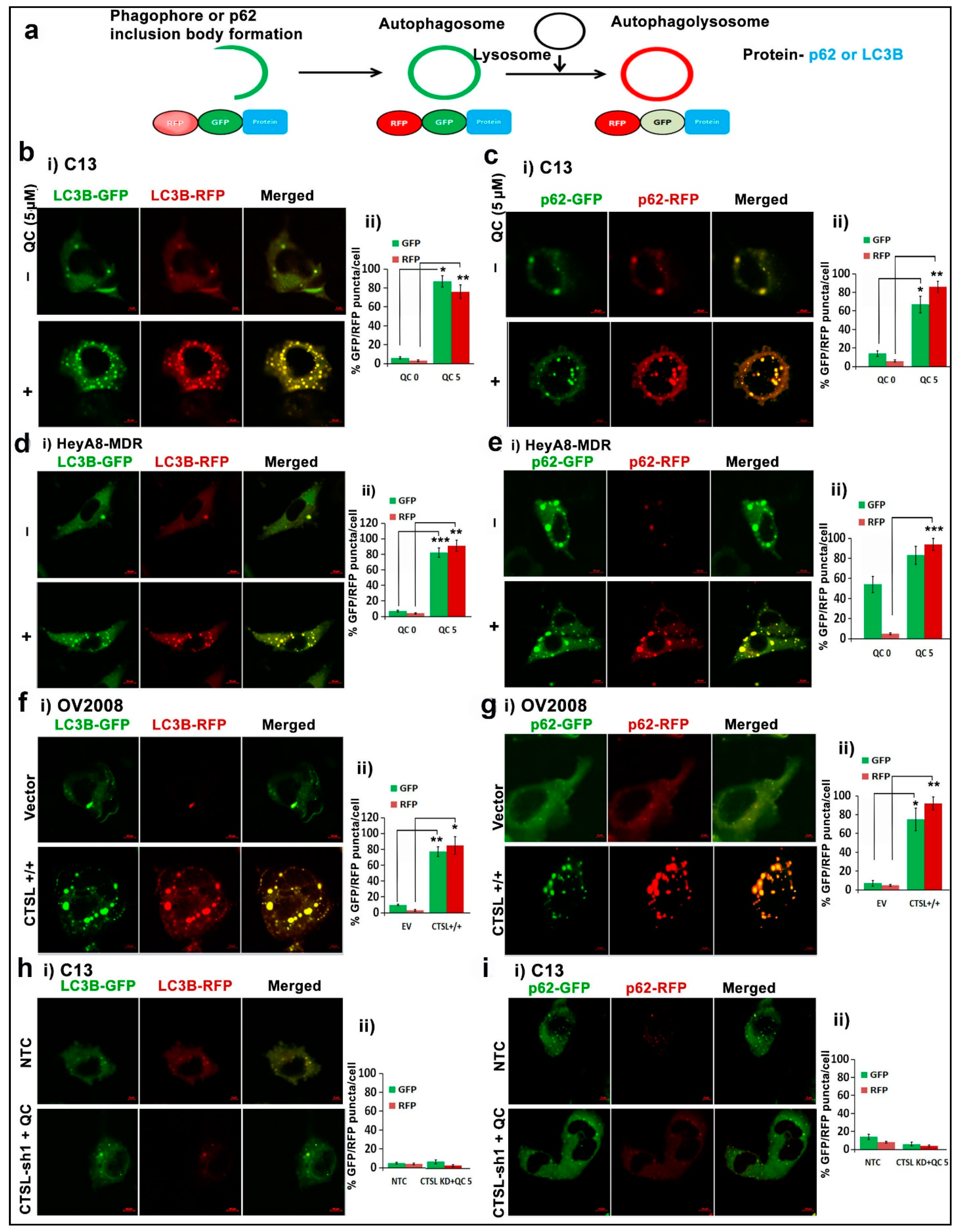 Cancers 13 02004 g004 Cancers 13 02004 g004