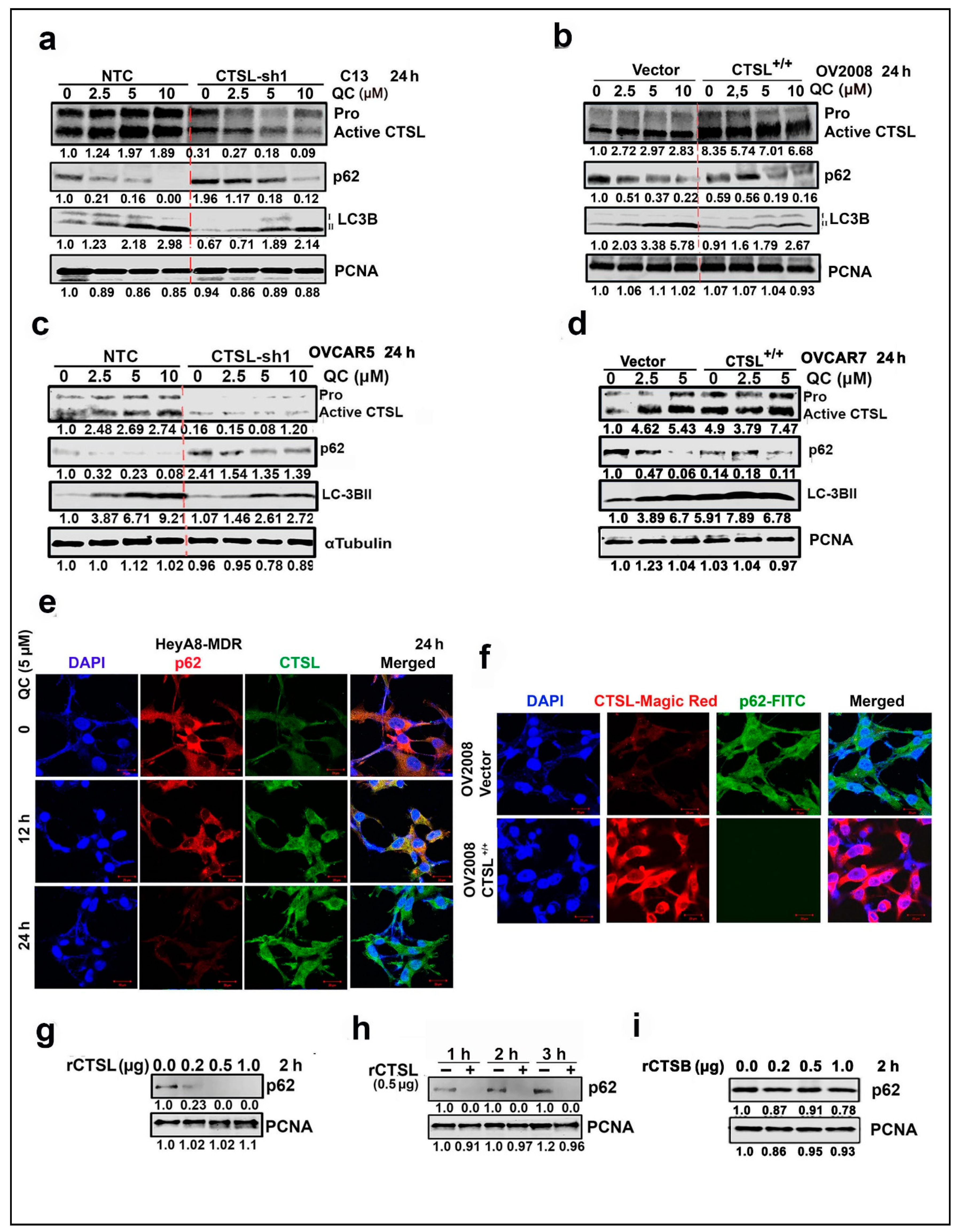 Cancers 13 02004 g005 Cancers 13 02004 g005