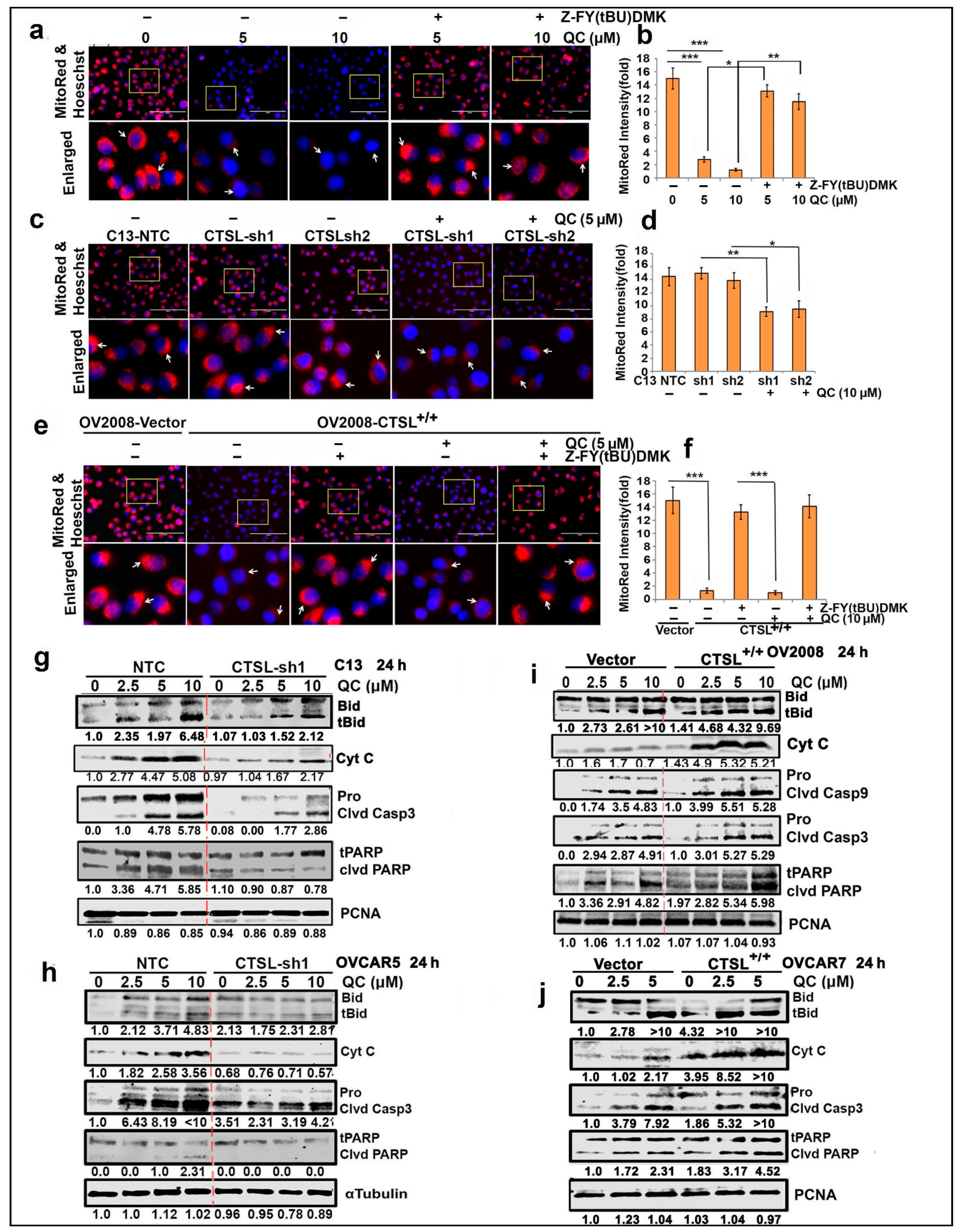 Cancers 13 02004 g006 Cancers 13 02004 g006