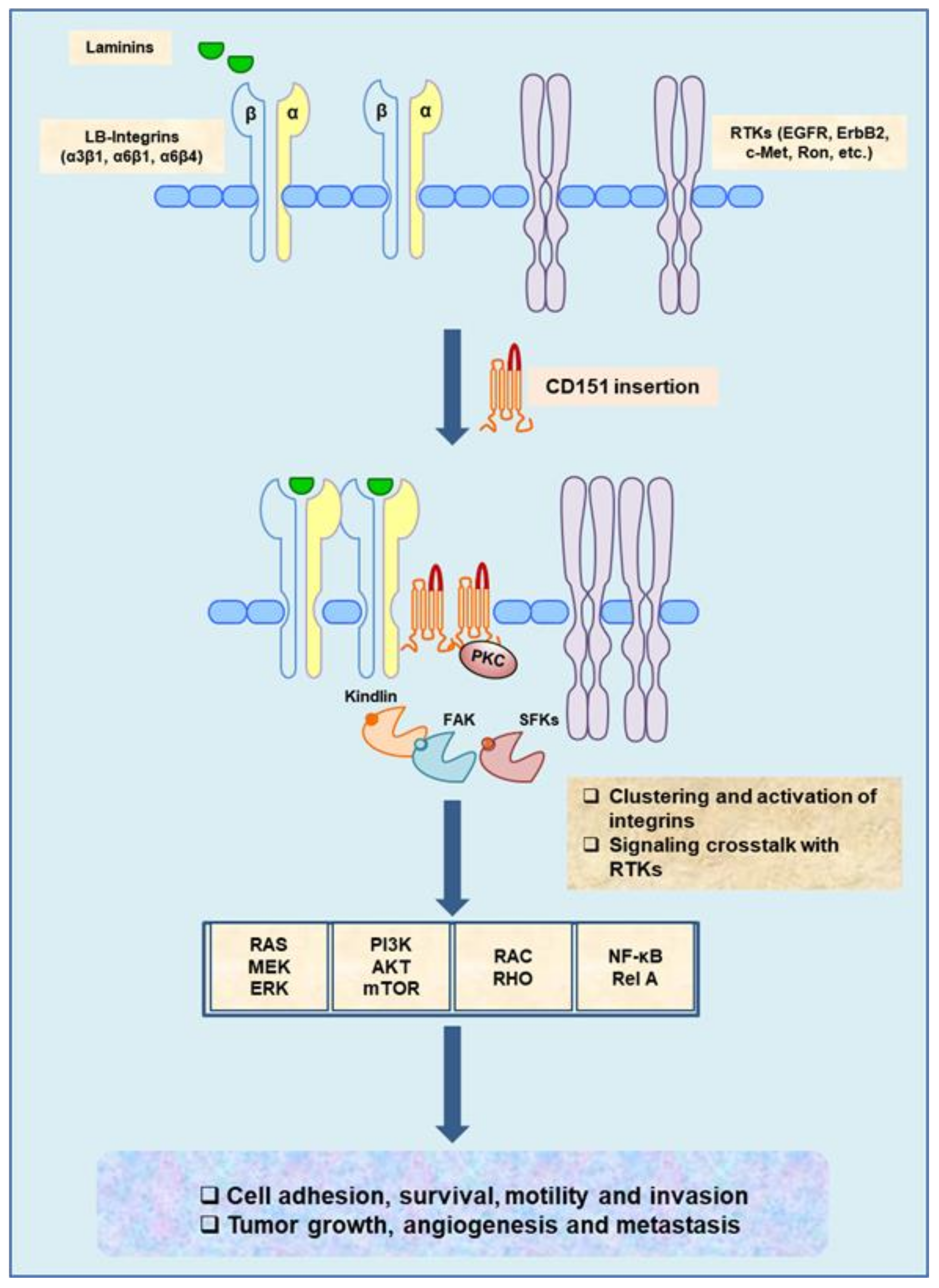 Cancers 13 02005 g001