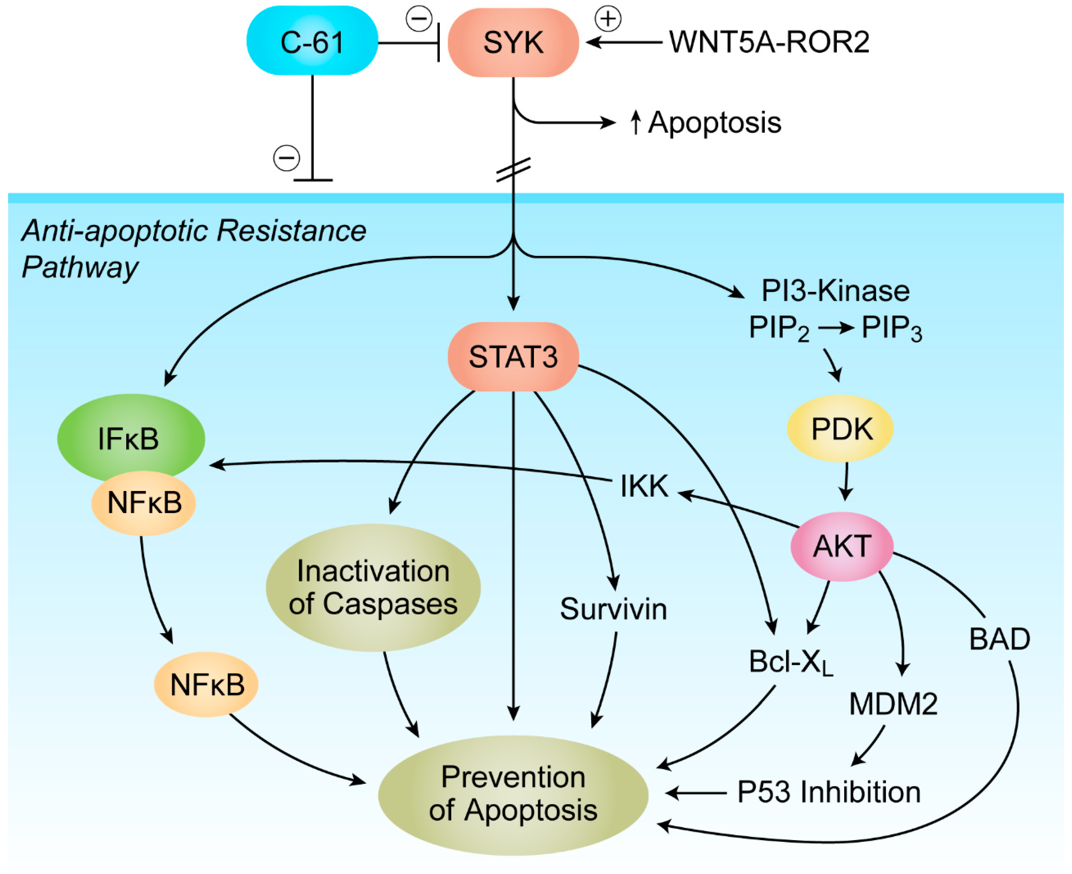 Cancers 13 02018 g003