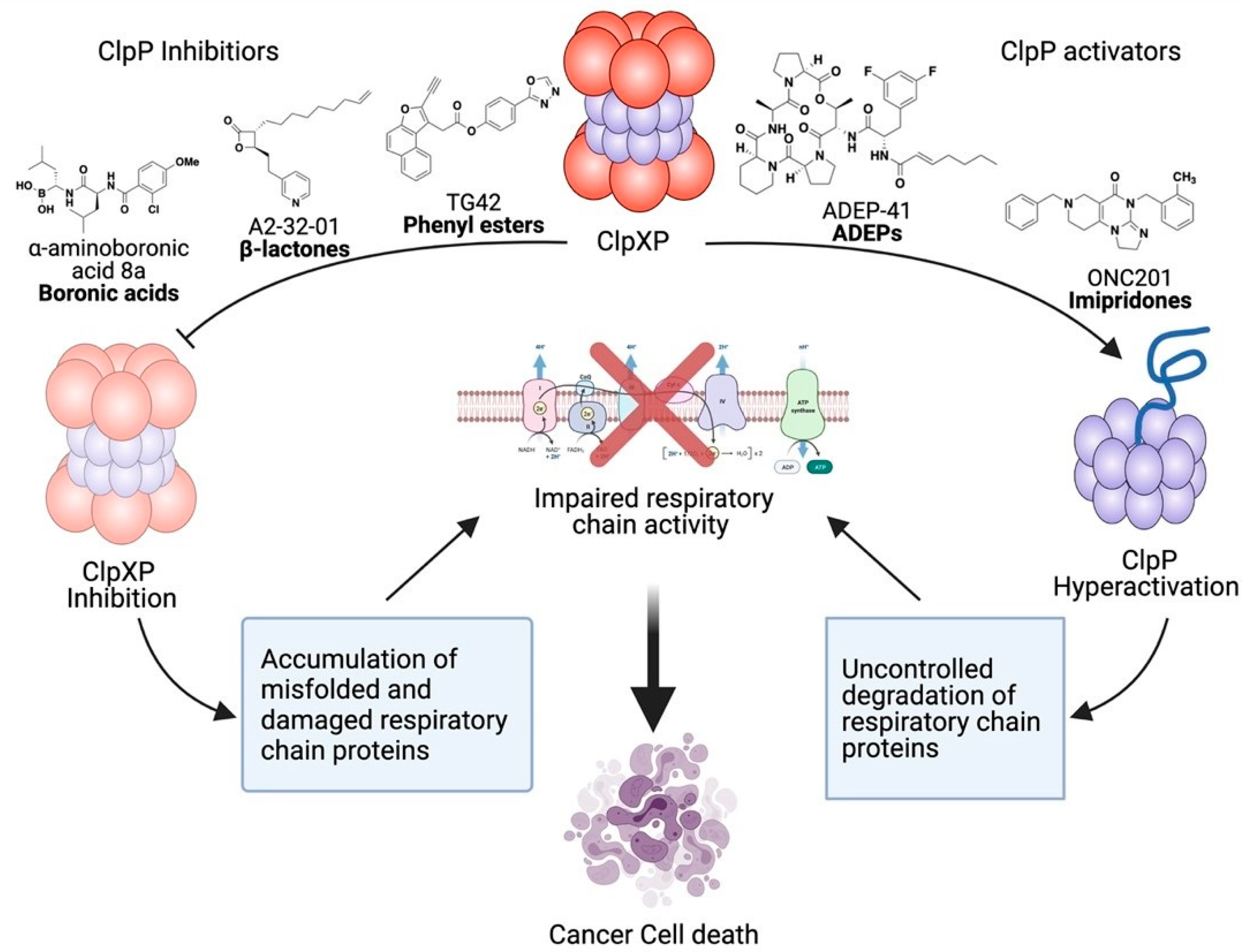 Cancers 13 02020 g002