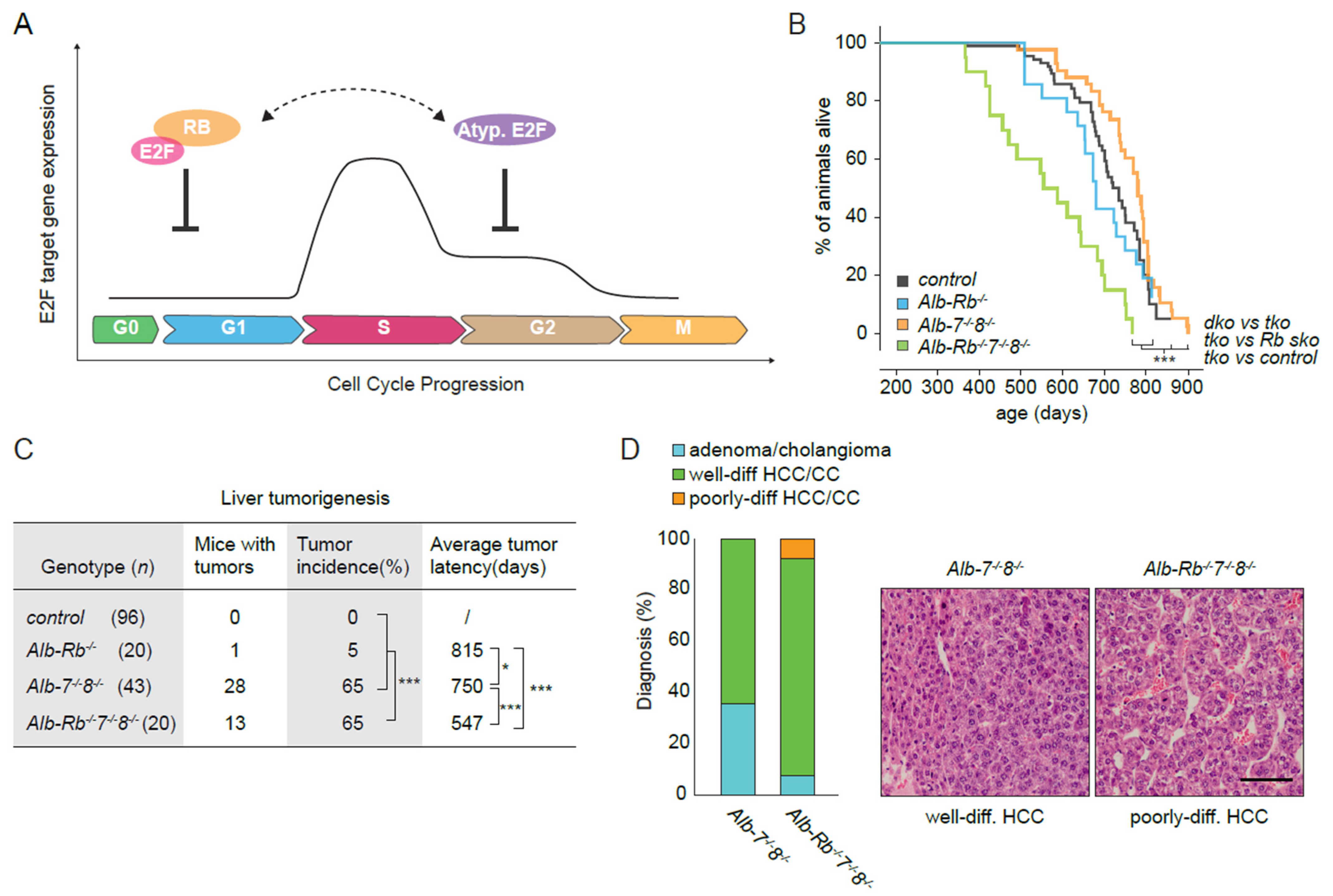 Cancers 13 02033 g001