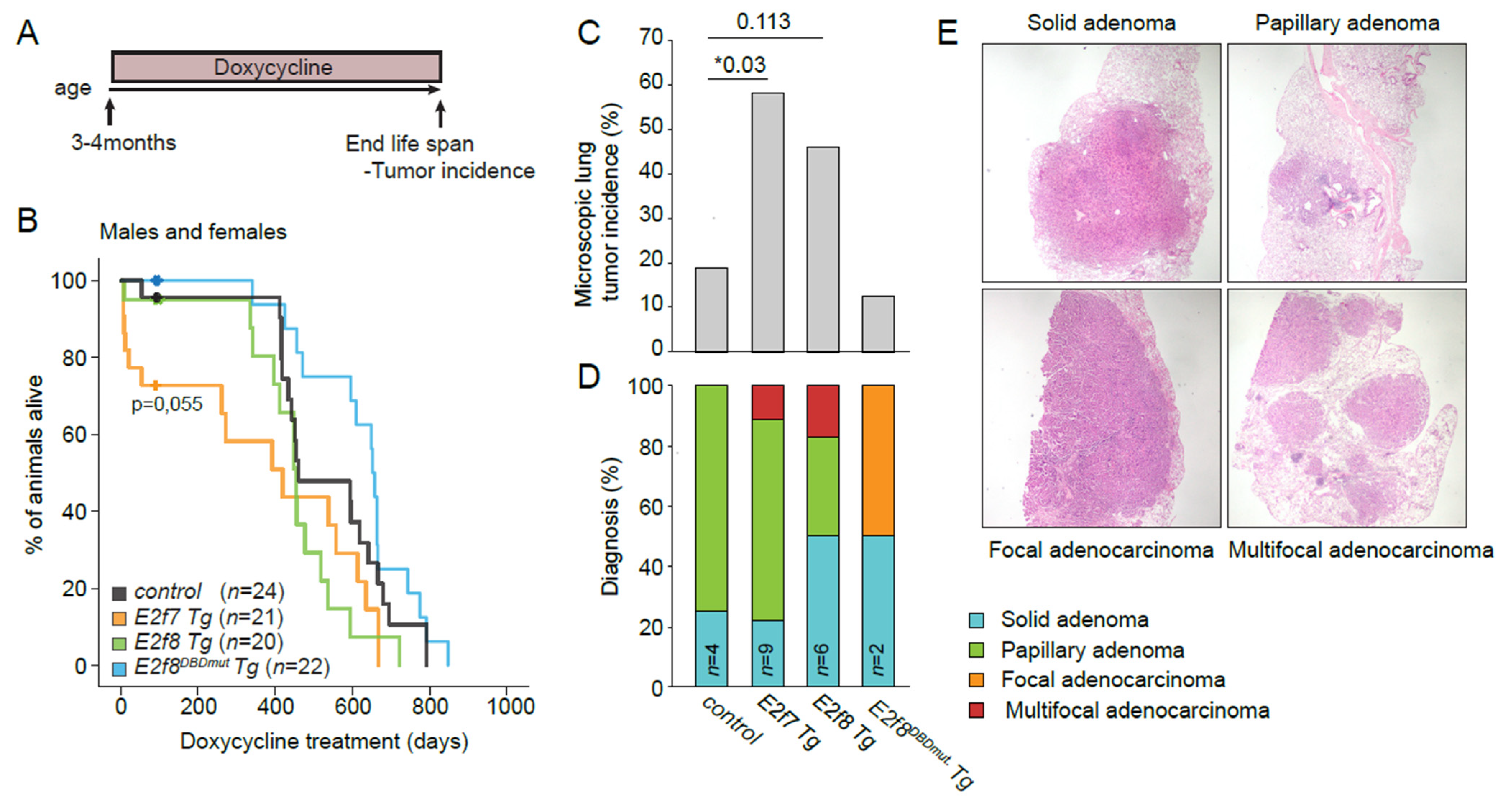Cancers 13 02033 g004