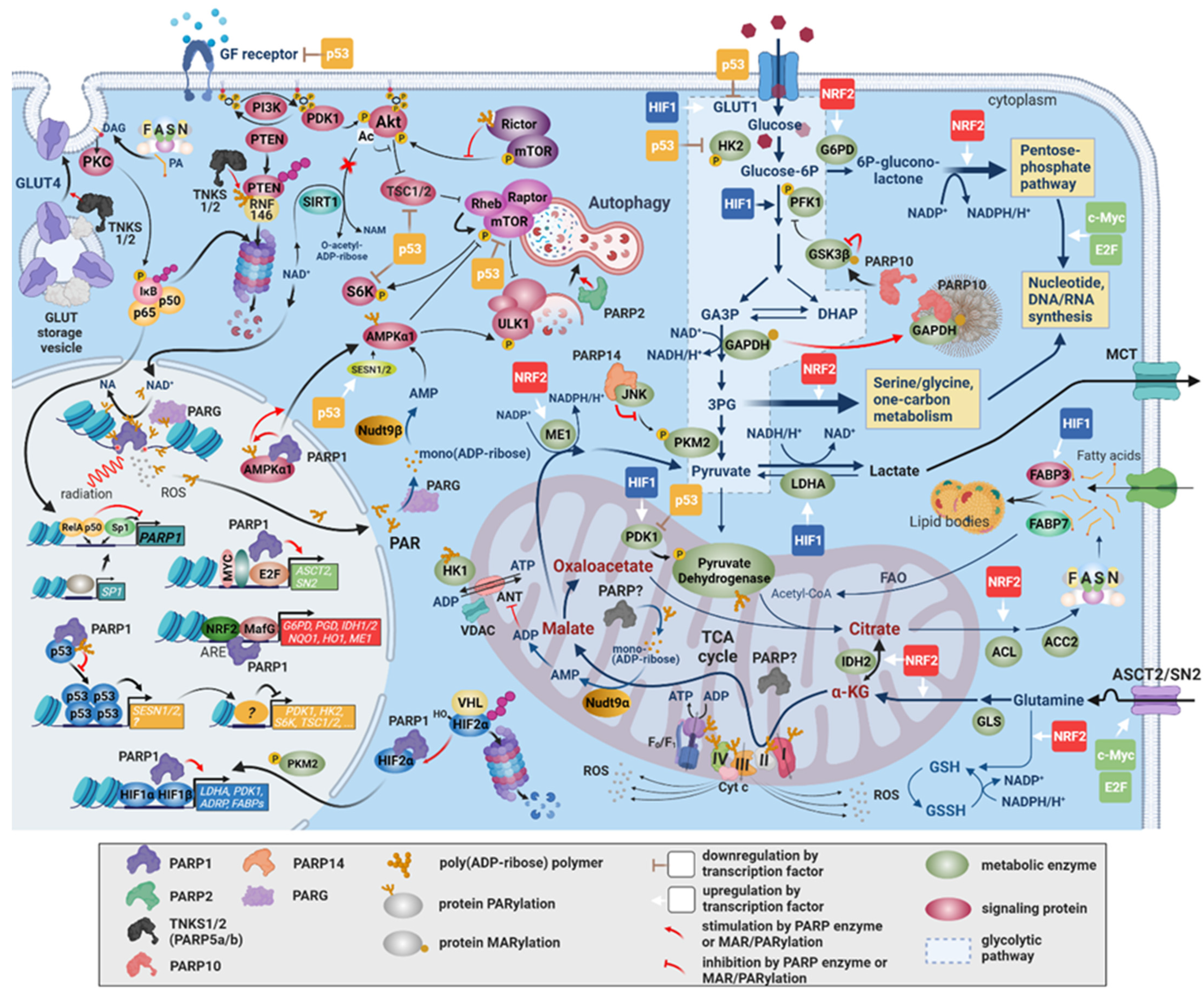 Cancers 13 02042 g003 Cancers 13 02042 g003