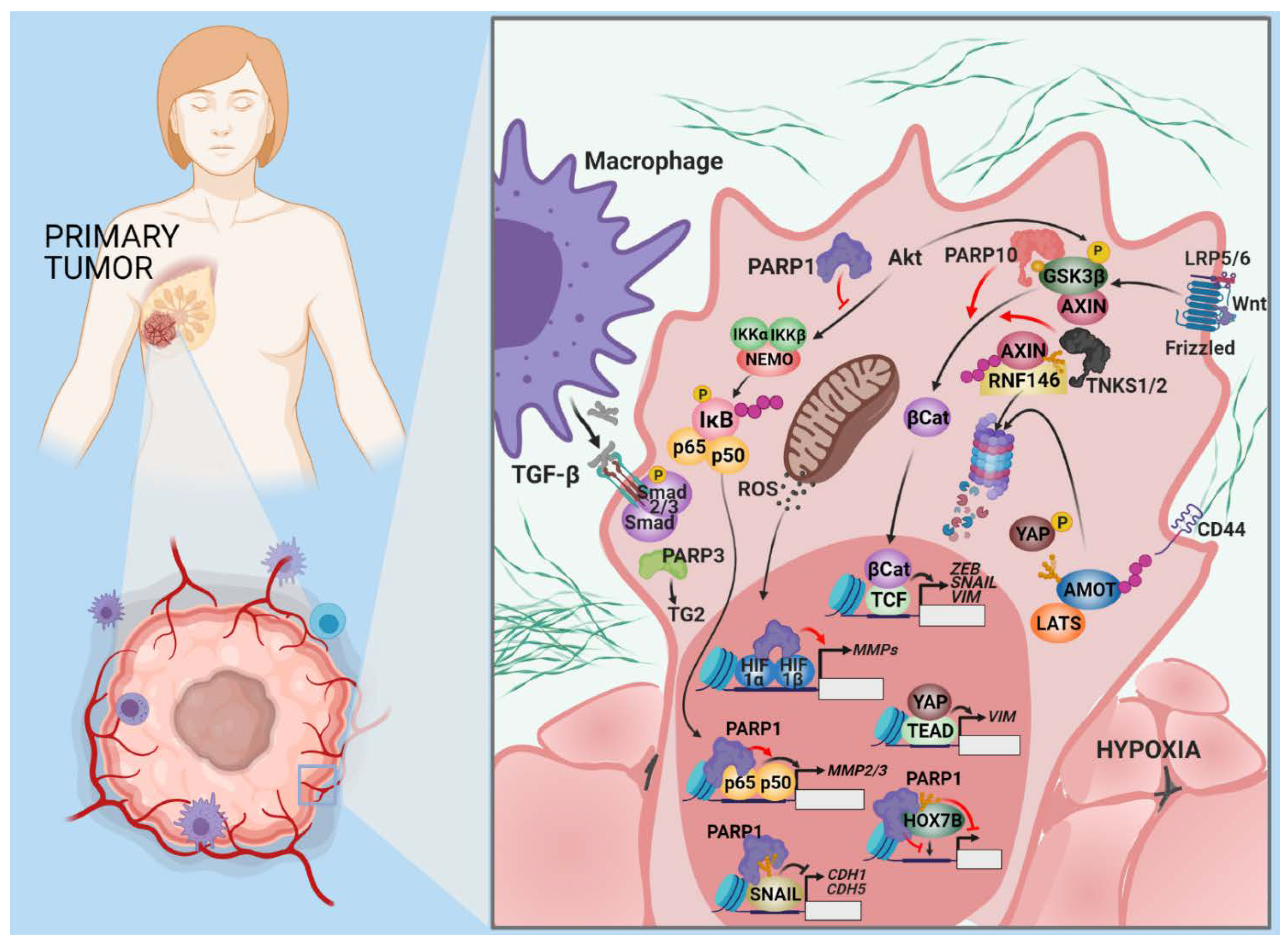 Cancers 13 02057 g002