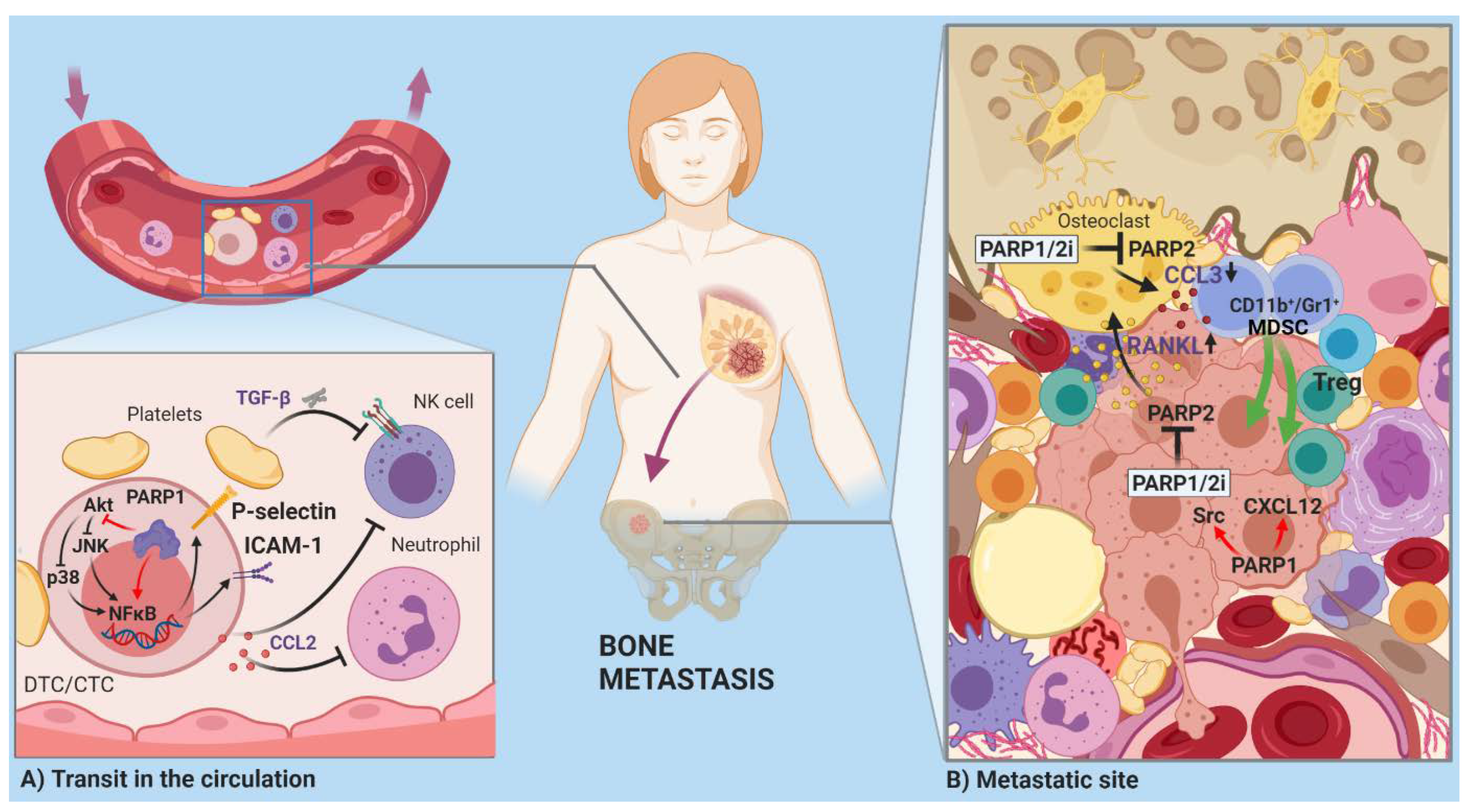 Cancers 13 02057 g003
