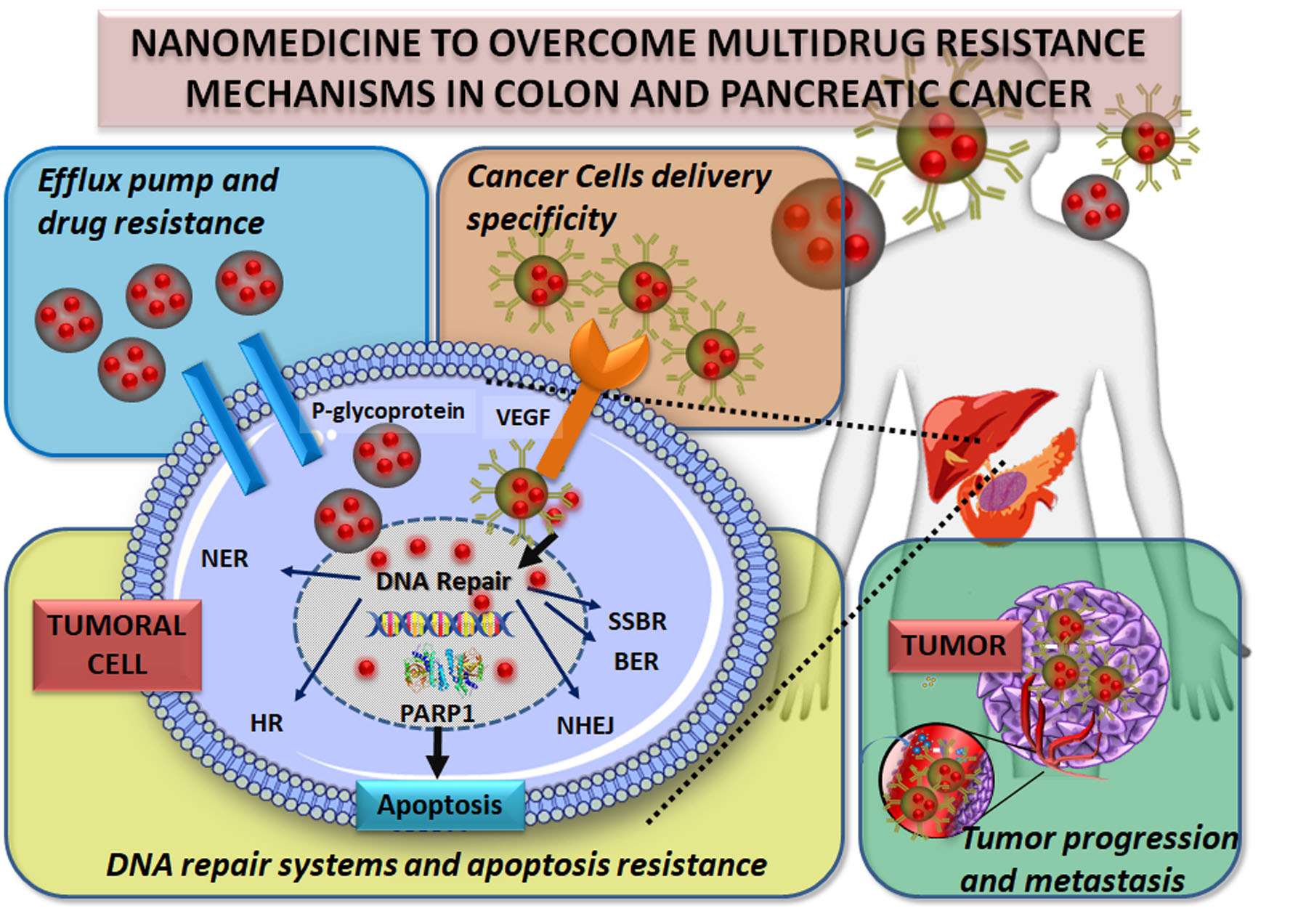 Cancers Free FullText Nanomedicine to Multidrug