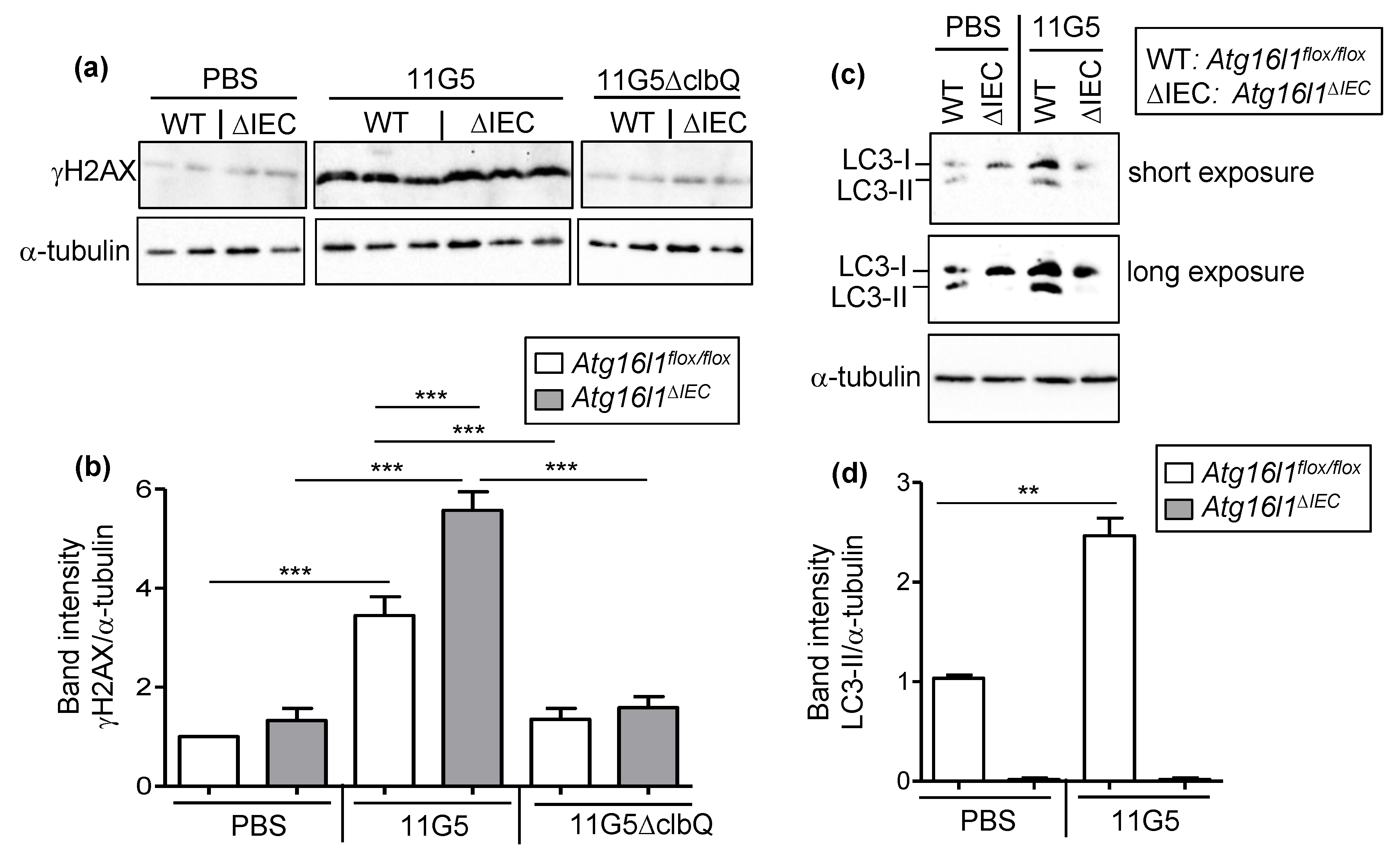 Cancers 13 02060 g006