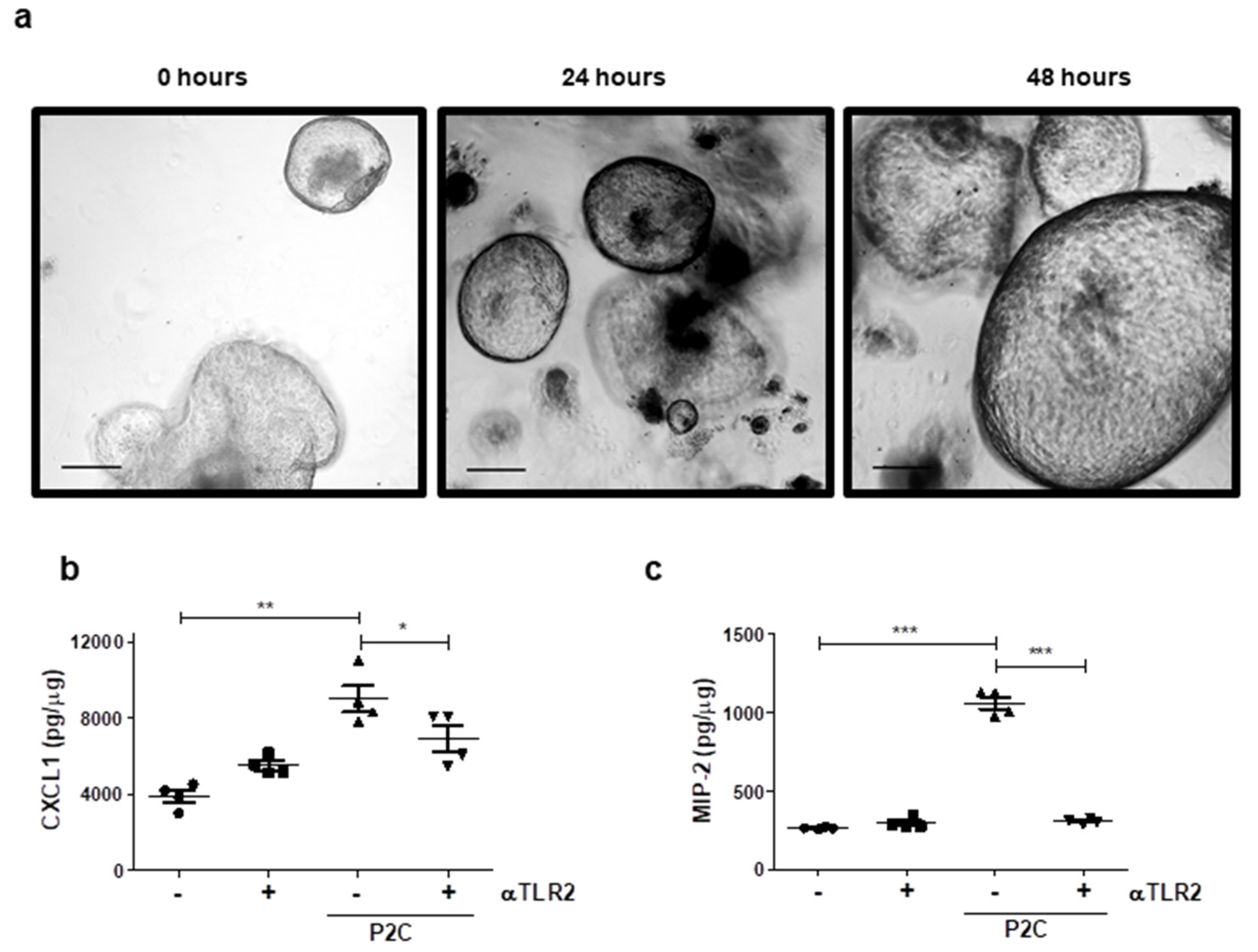 Cancers 13 02065 g003 Cancers 13 02065 g003