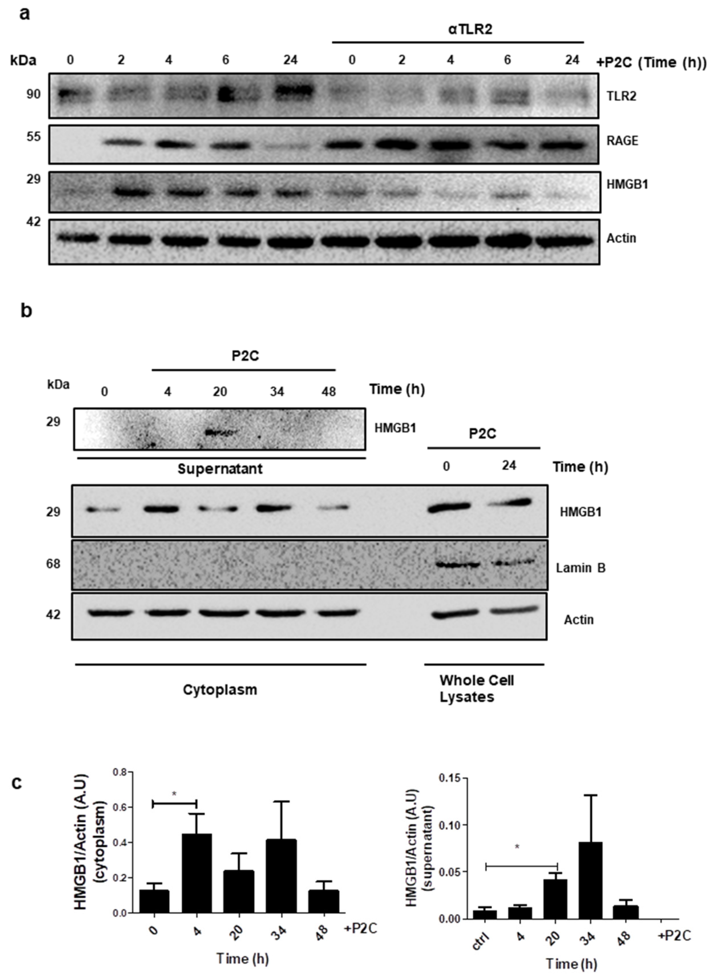 Cancers 13 02065 g005 Cancers 13 02065 g005