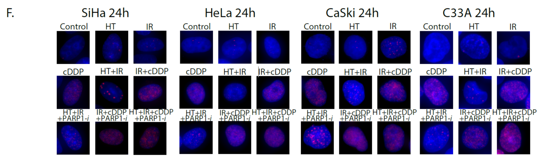 Cancers 13 02092 g002b Cancers 13 02092 g002b