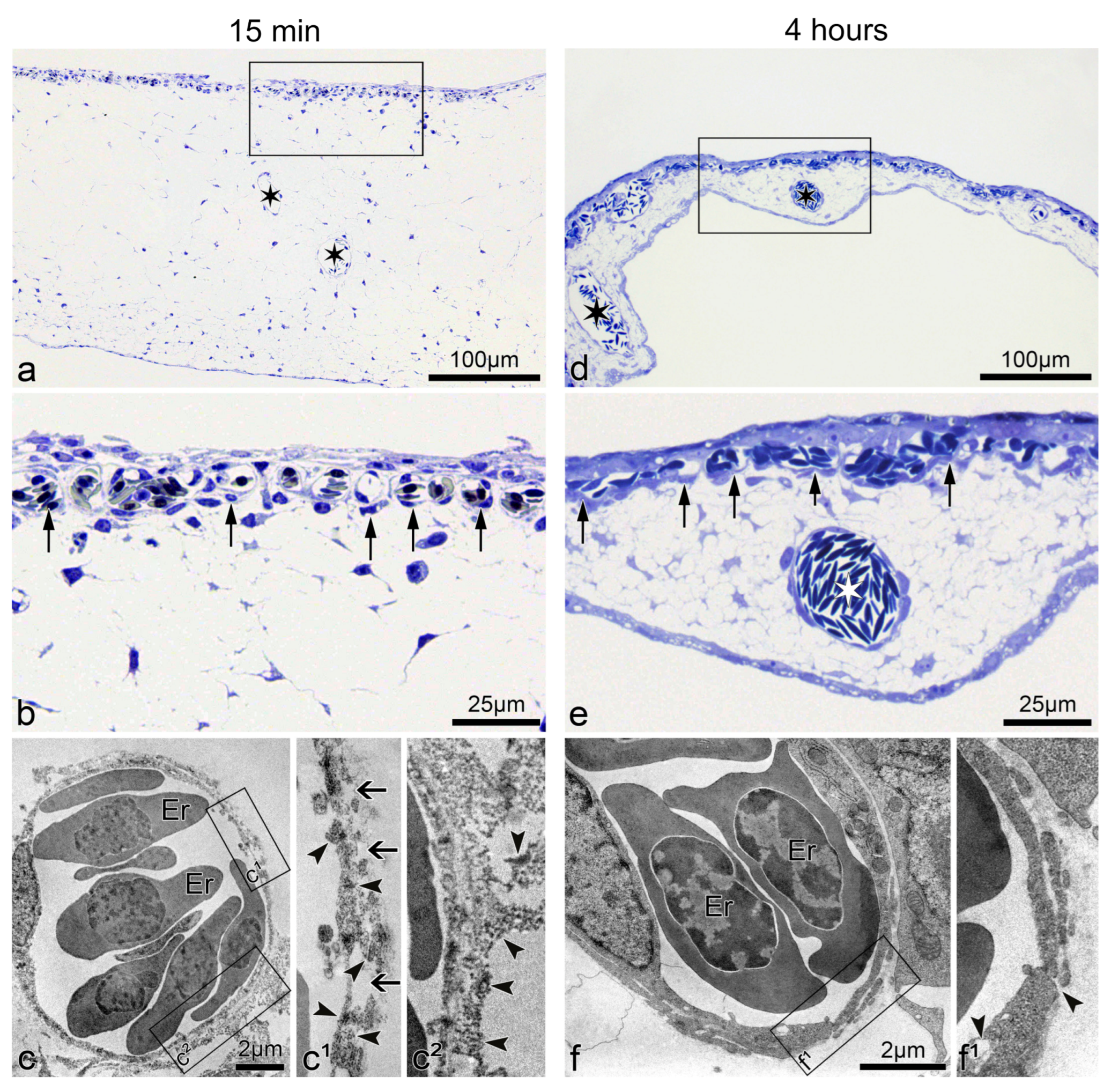 Cancers 13 02103 g002