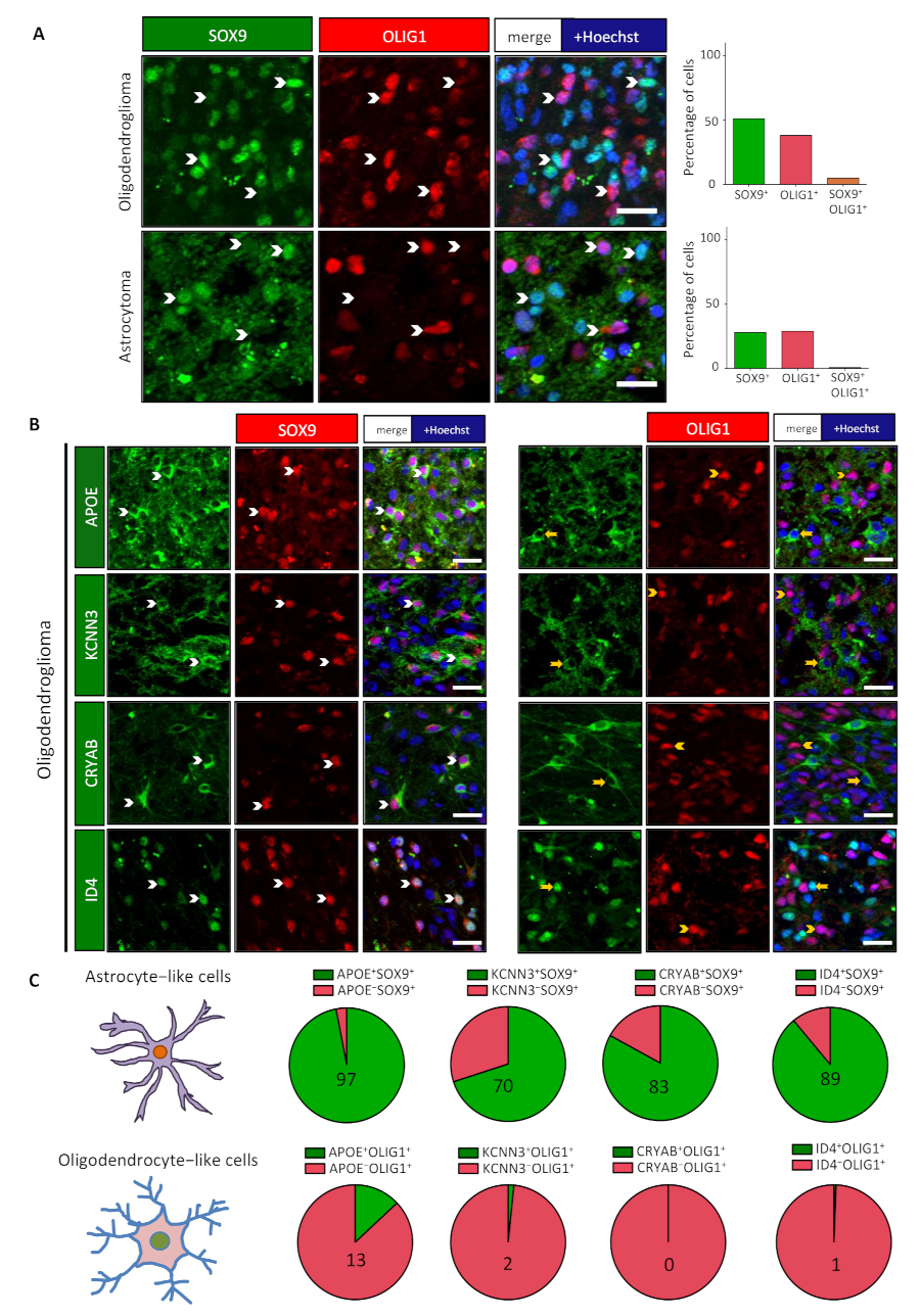 Cancers 13 02107 g001 Cancers 13 02107 g001