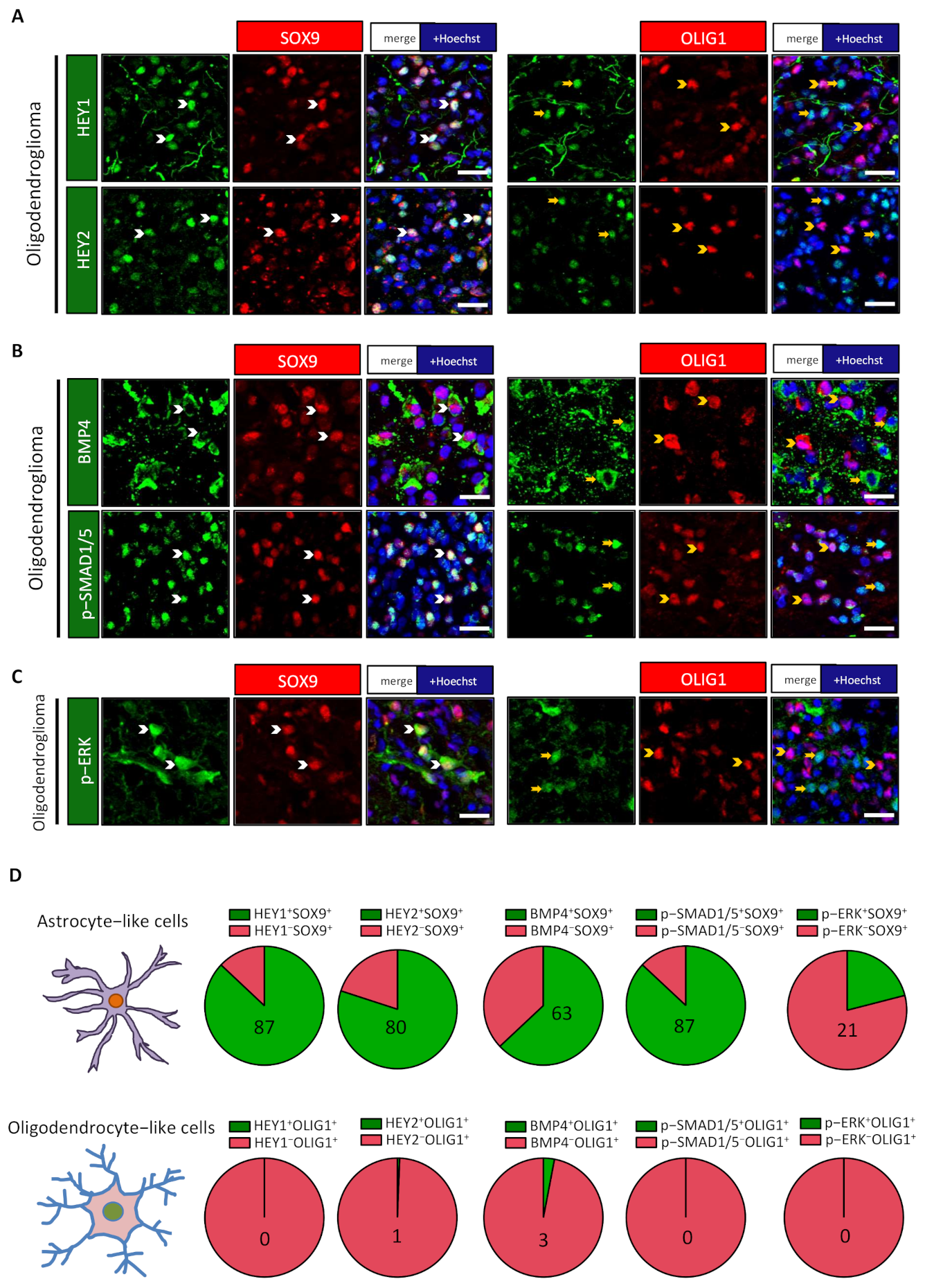 Cancers 13 02107 g003 Cancers 13 02107 g003