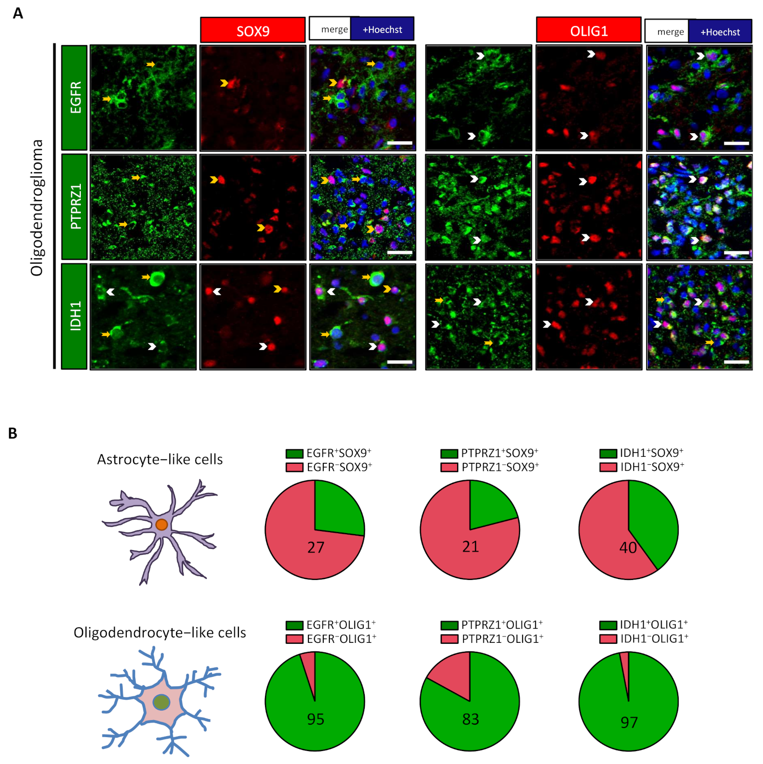 Cancers 13 02107 g004 Cancers 13 02107 g004