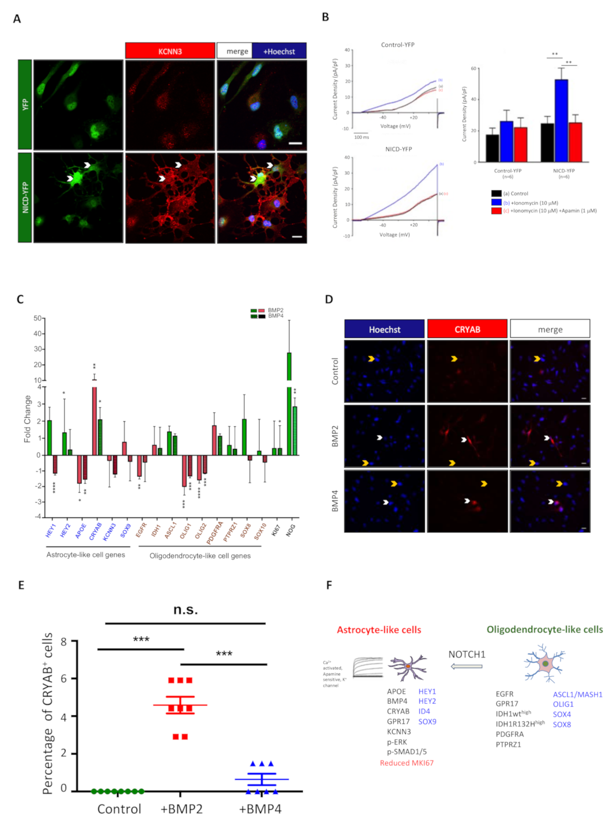 Cancers 13 02107 g006 Cancers 13 02107 g006