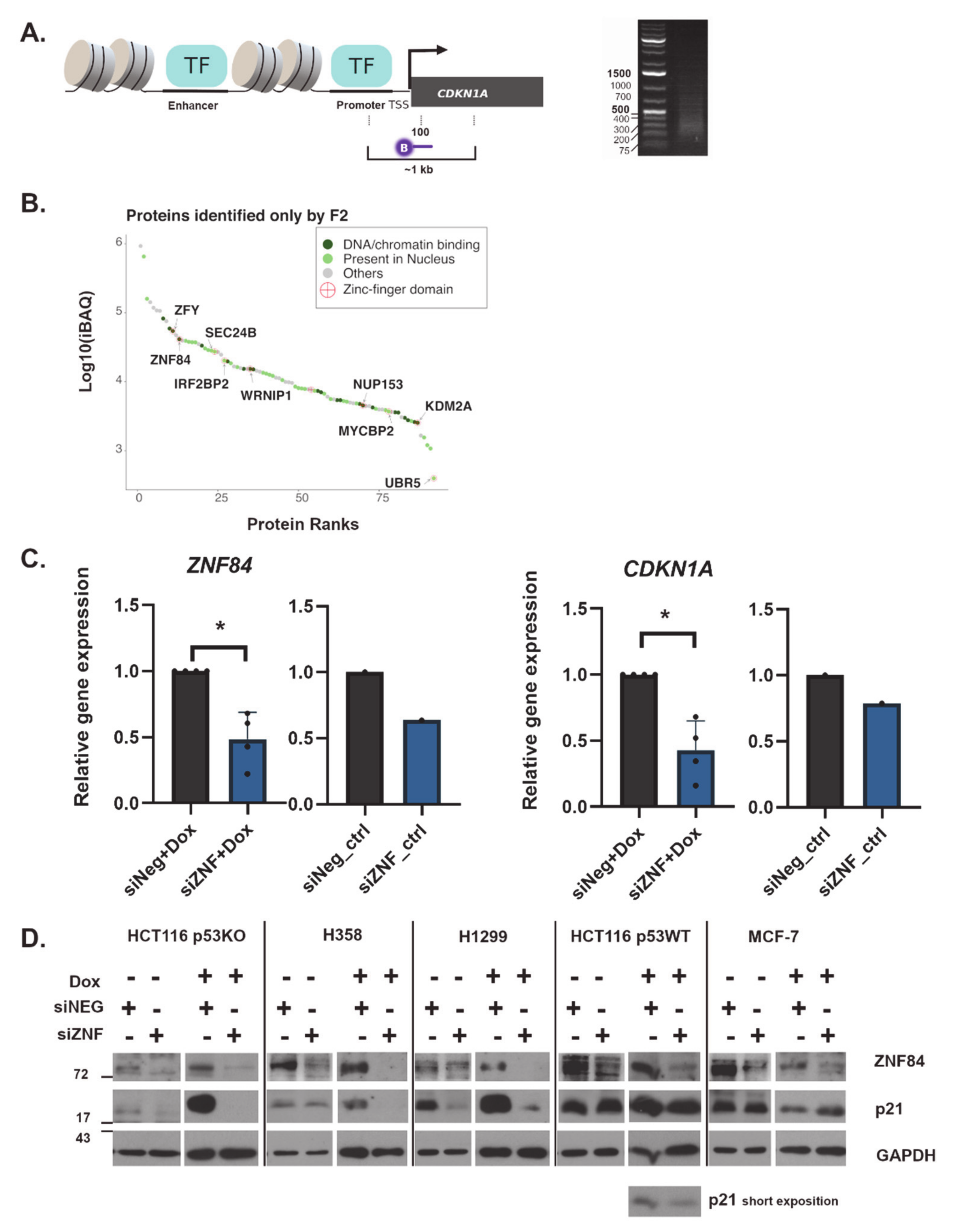 Cancers 13 02115 g001