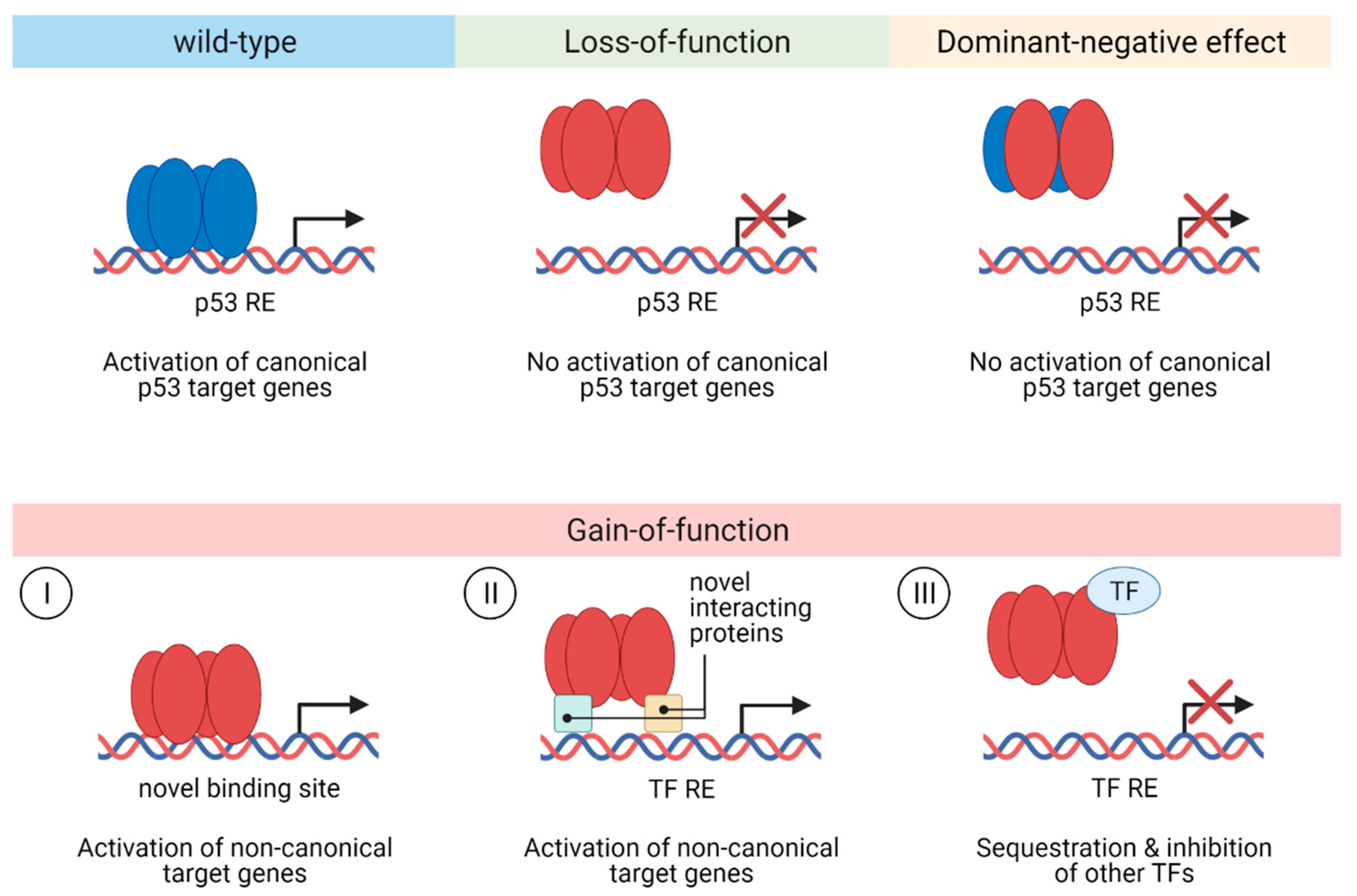Step by Step Describe the Consequences of P53 Gene Mutation Biology Diagrams