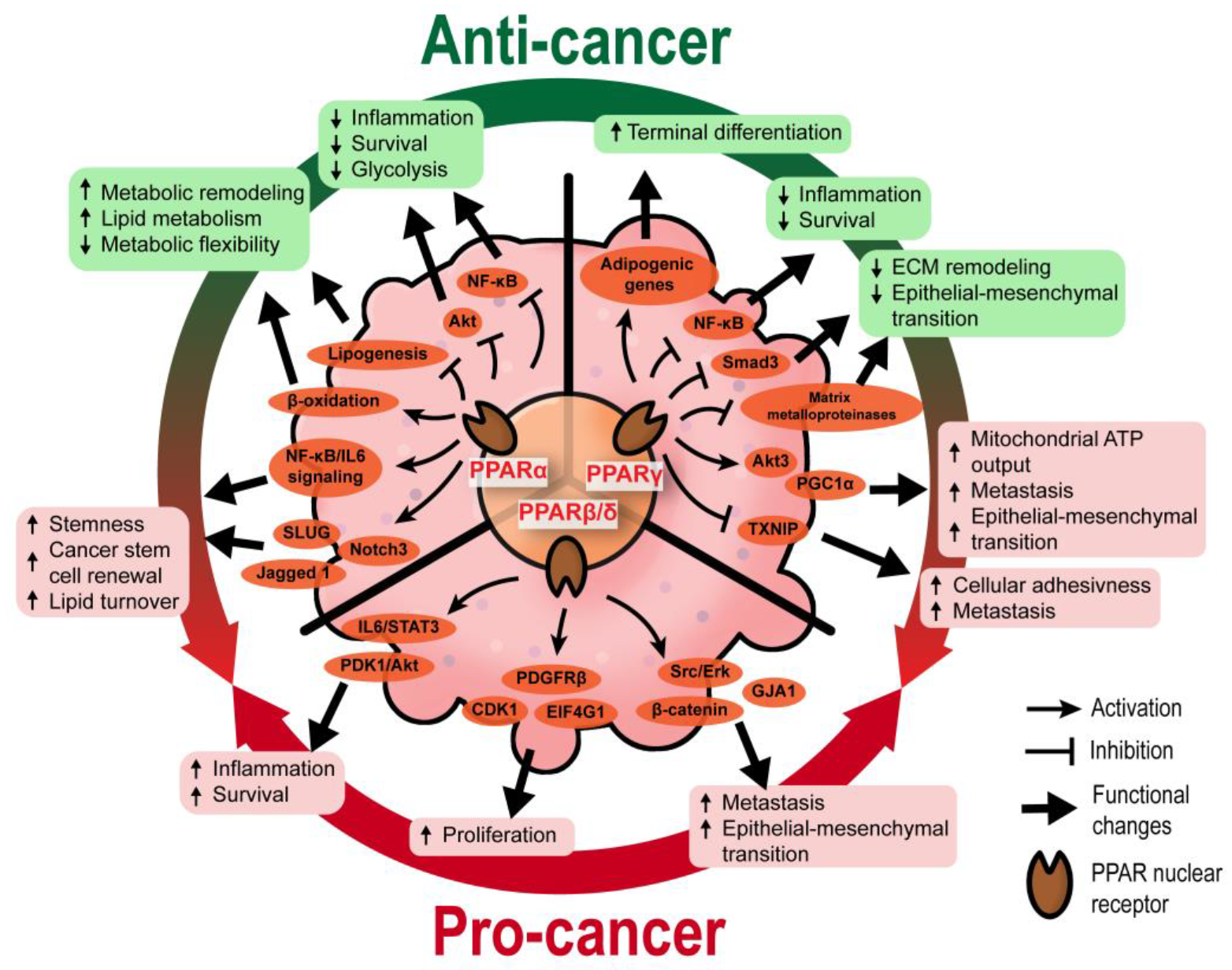 Cancers 13 02153 g001