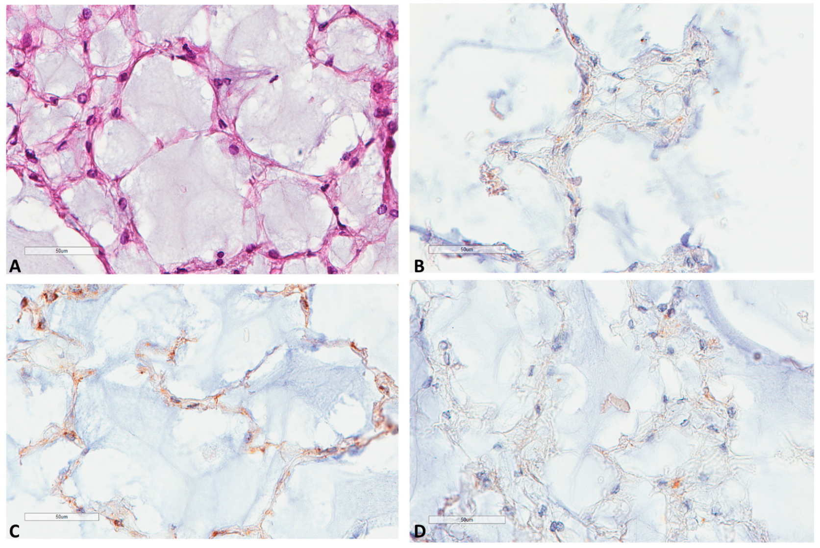 Cancers 13 02169 g006 Cancers 13 02169 g006