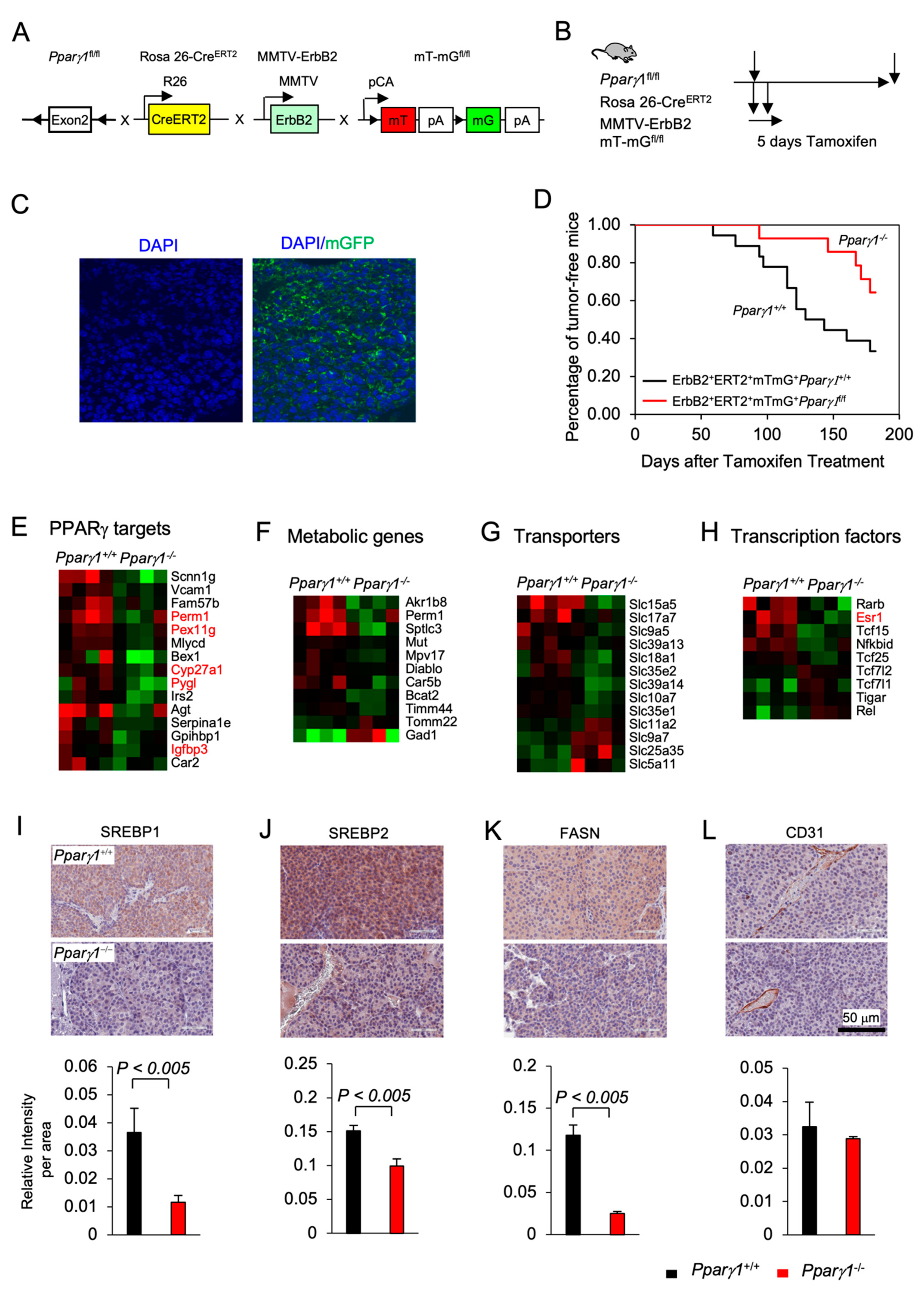 Cancers 13 02171 g001 Cancers 13 02171 g001