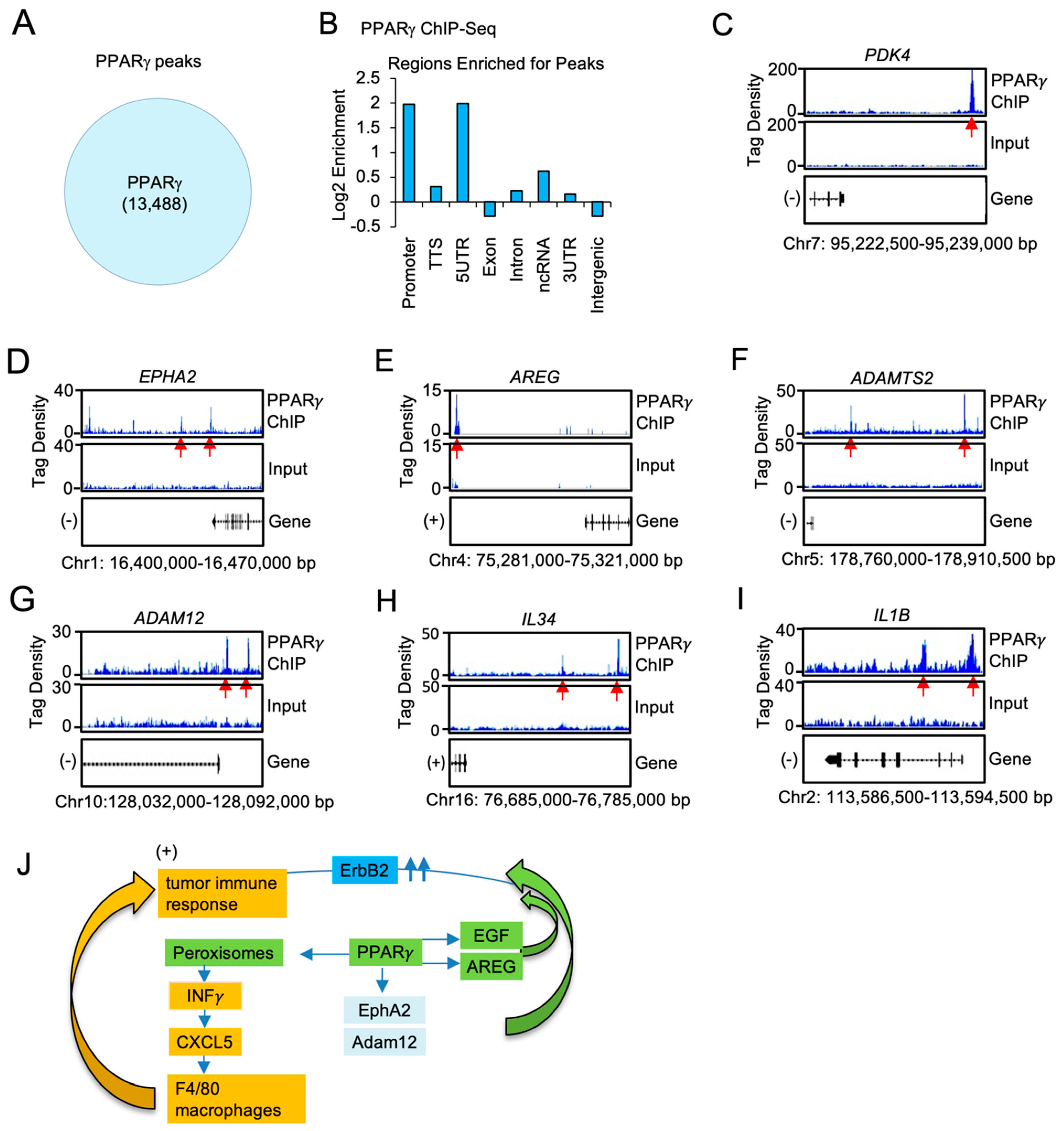 Cancers 13 02171 g006 Cancers 13 02171 g006