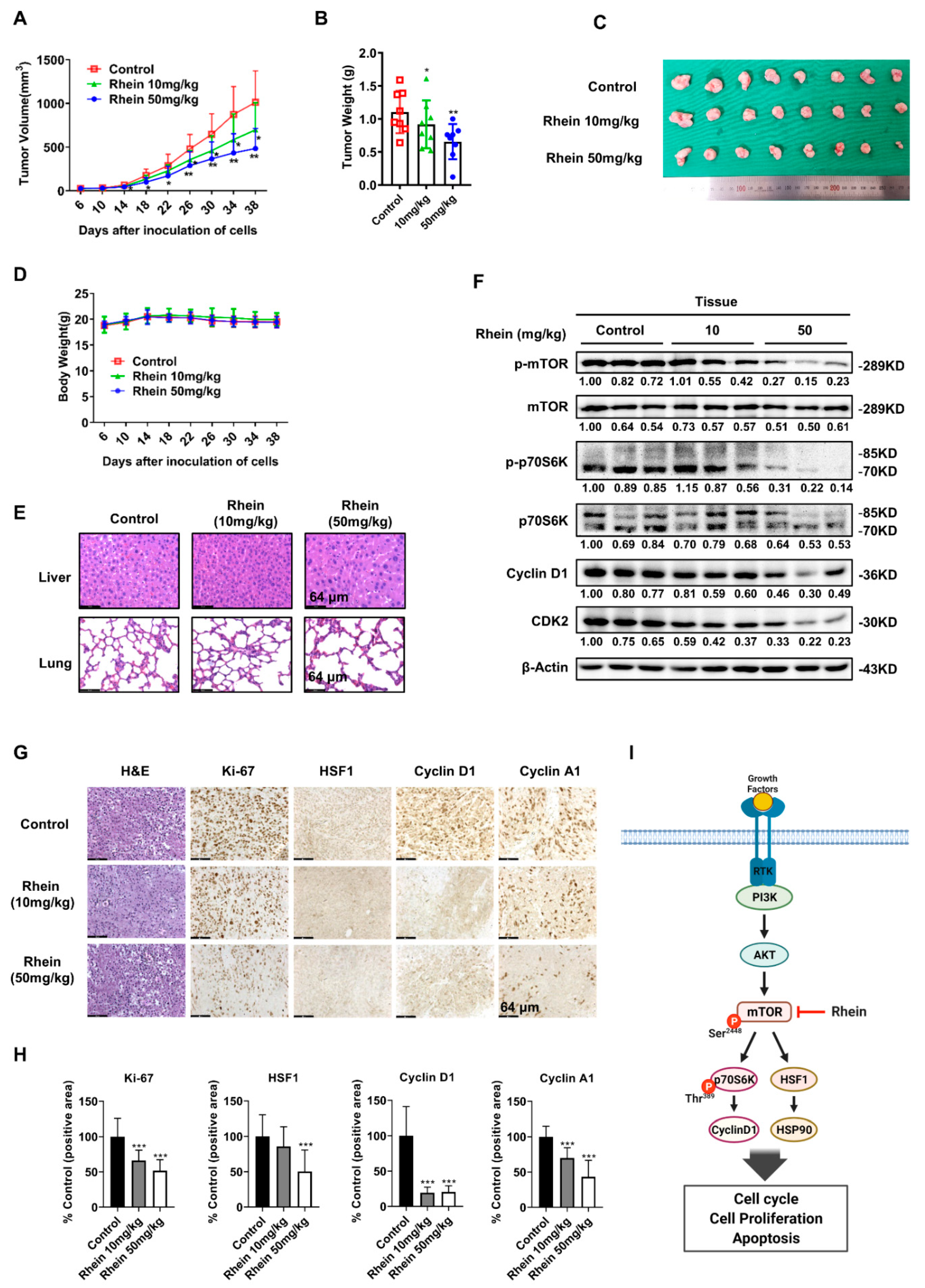Cancers 13 02176 g008